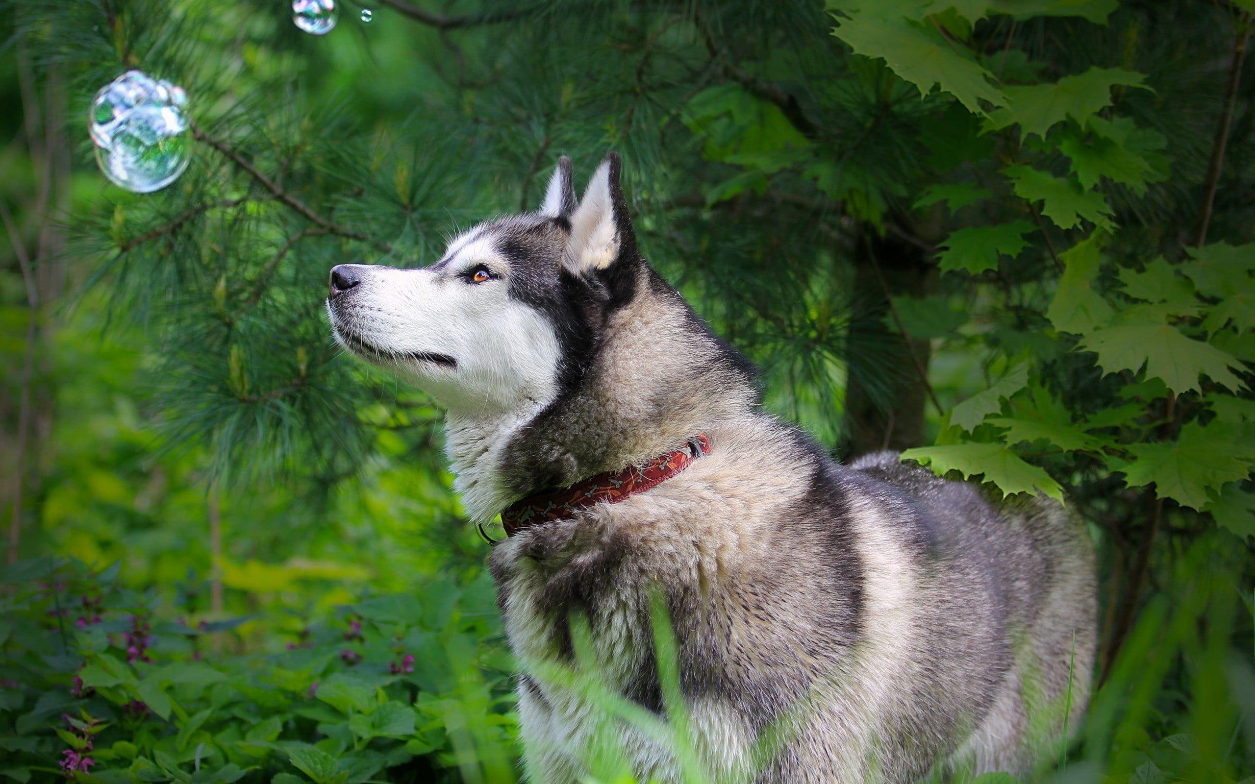 2560x1600 Alaskan Malamute under the tree HD wallpaper