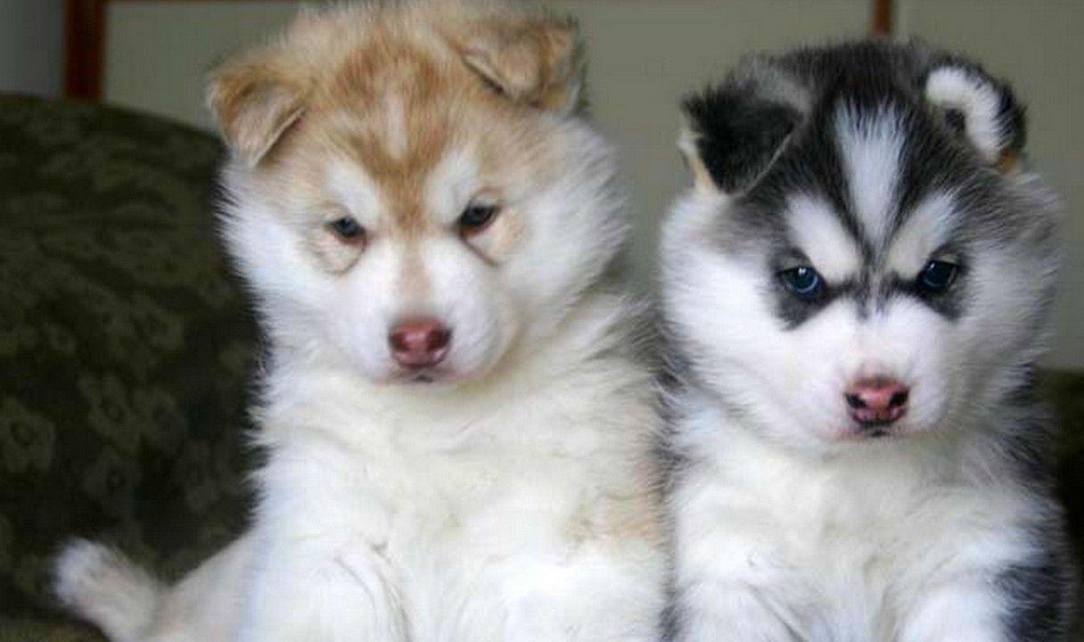 1216x720 Click Here To See More Information About Alaskan Malamutes