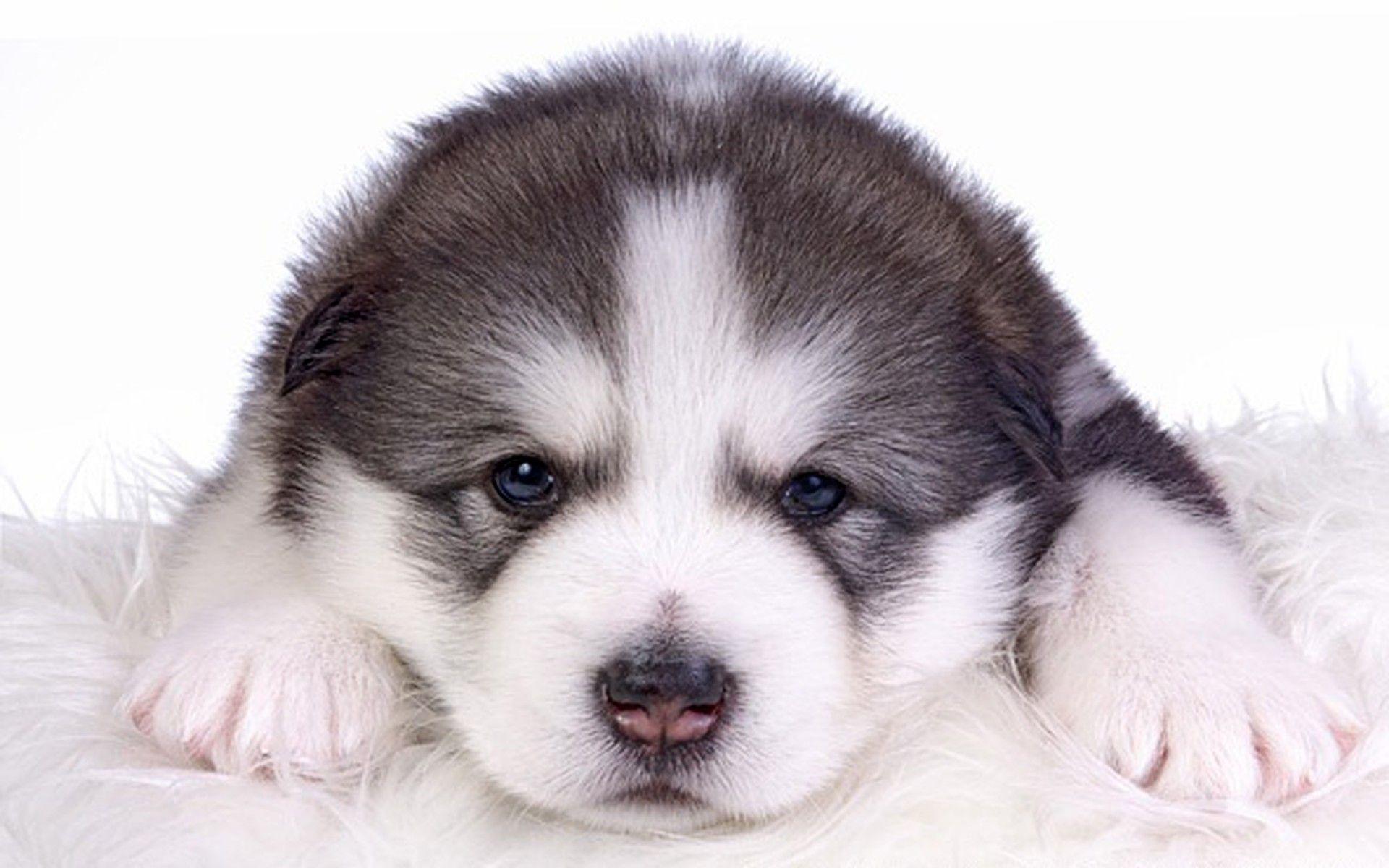 1920x1200 Alaskan Malamute For Desktop Background :