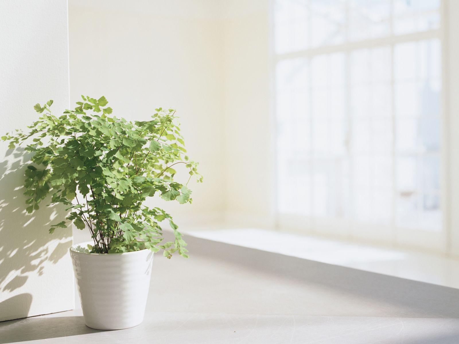 1600x1200 Interior Decorations & Indoor Herbs : Indoor Herb Garden, indoor plants herbs, indoor decorative plant 1600x1200 NO.10