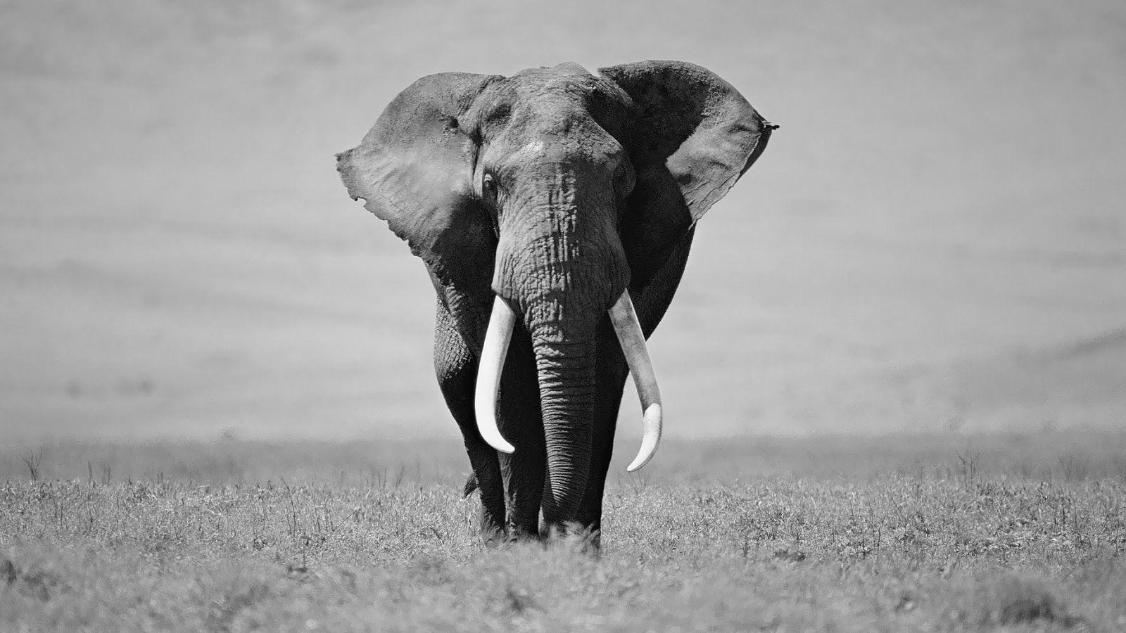 1600x900 Black And White Animal Wallpaper