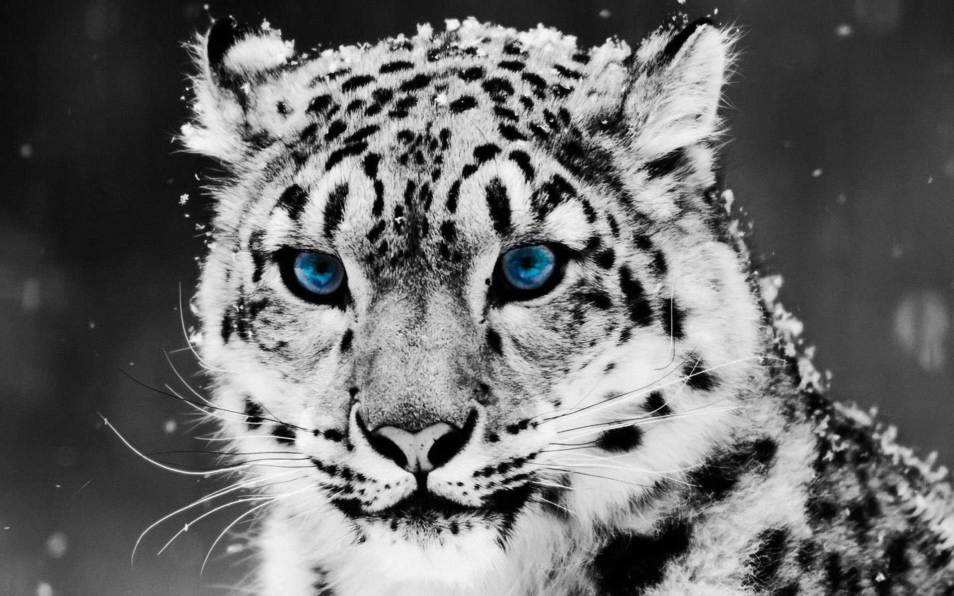 Black And White Animal Wallpapers - Top Free Black And White Animal