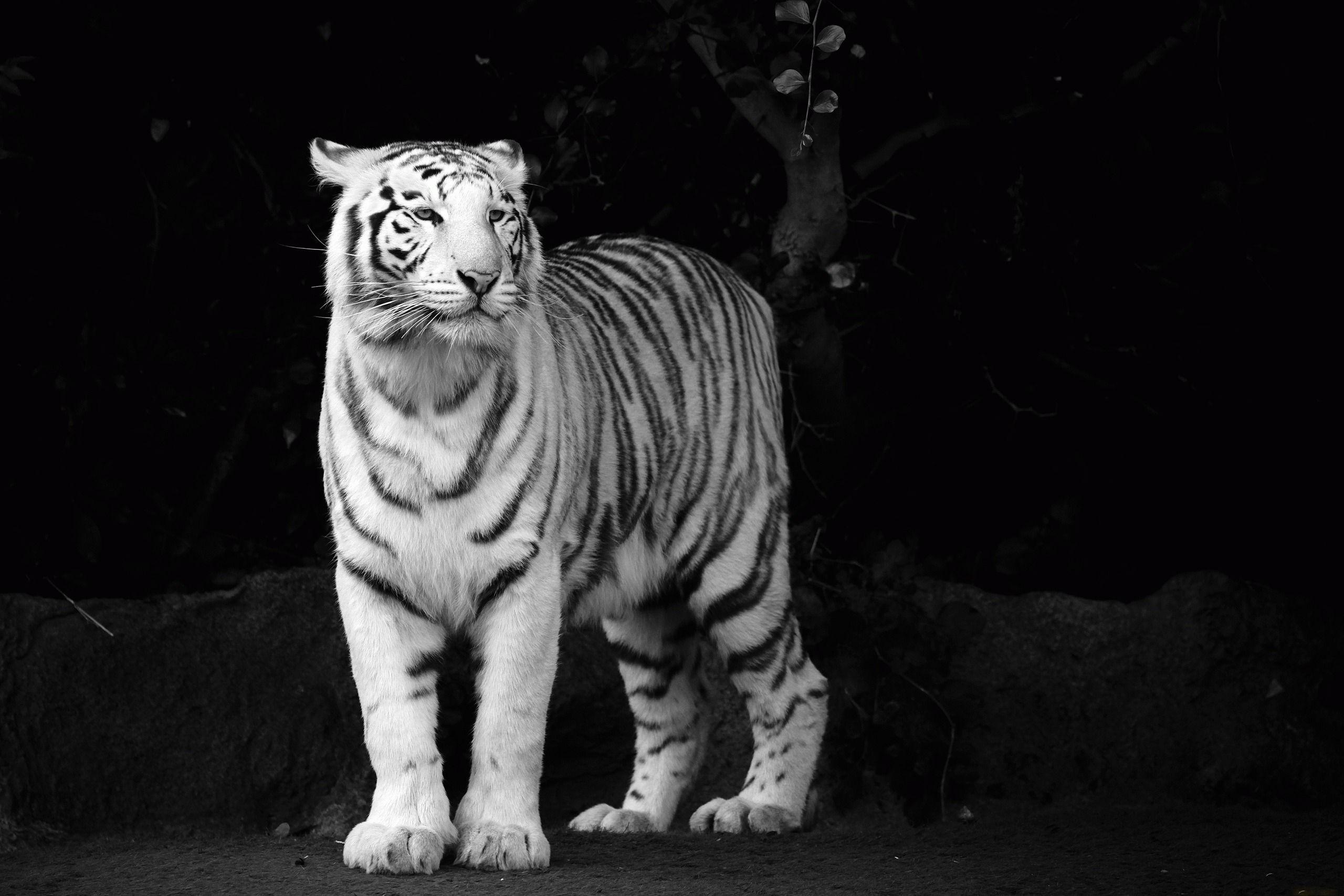 2560x1707 Albino Animal Wallpaper