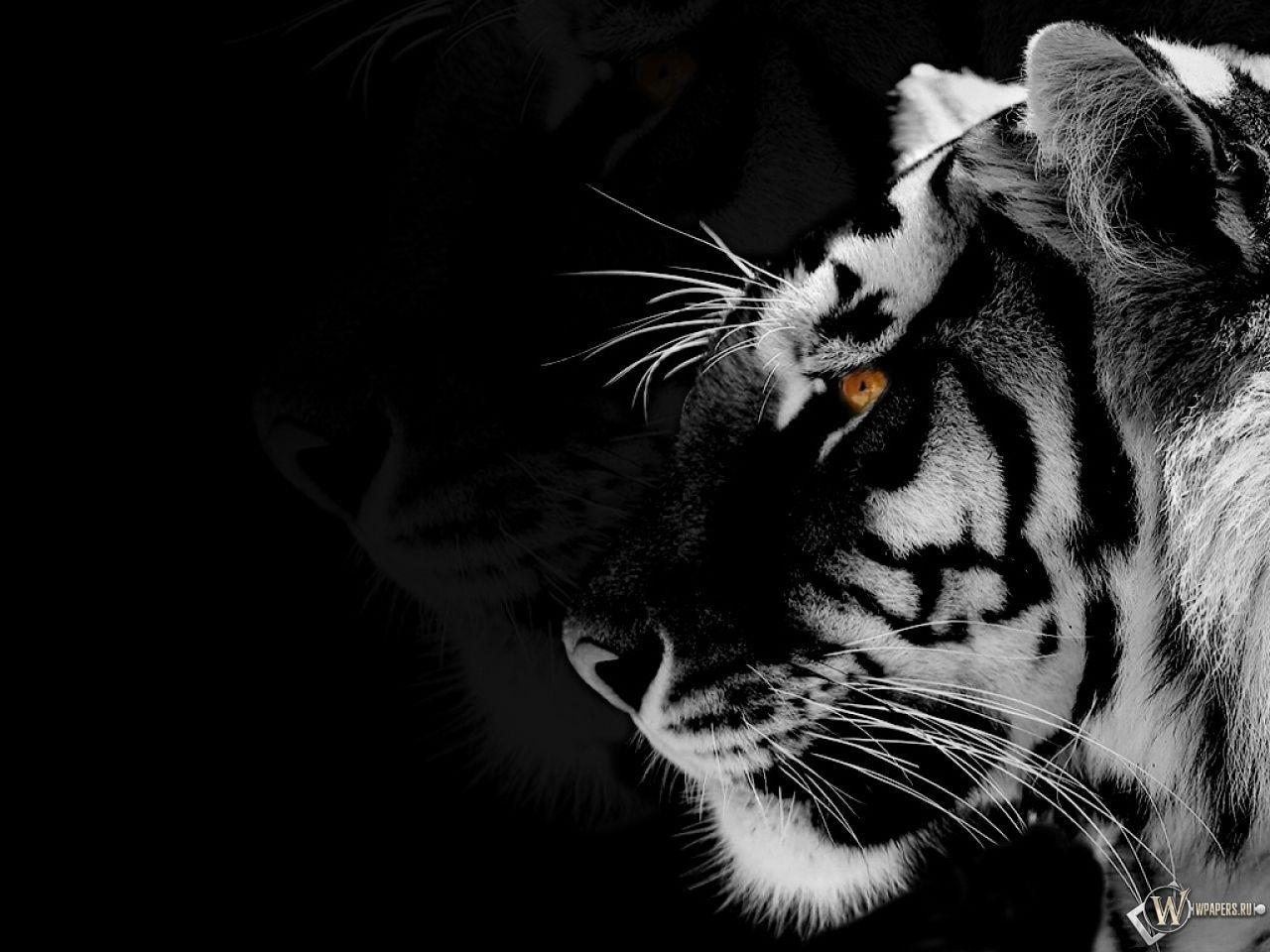 1280x960 Free download Black And White Animal Wallpaper 1280x960