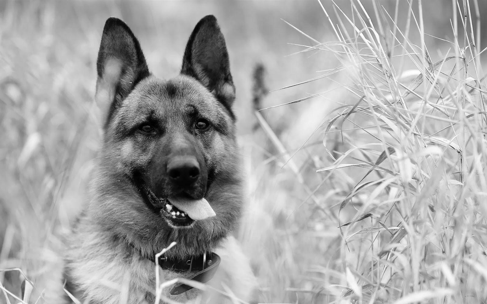 1600x1000 Black and white wallpaper of a dog. HD Animals Wallpaper