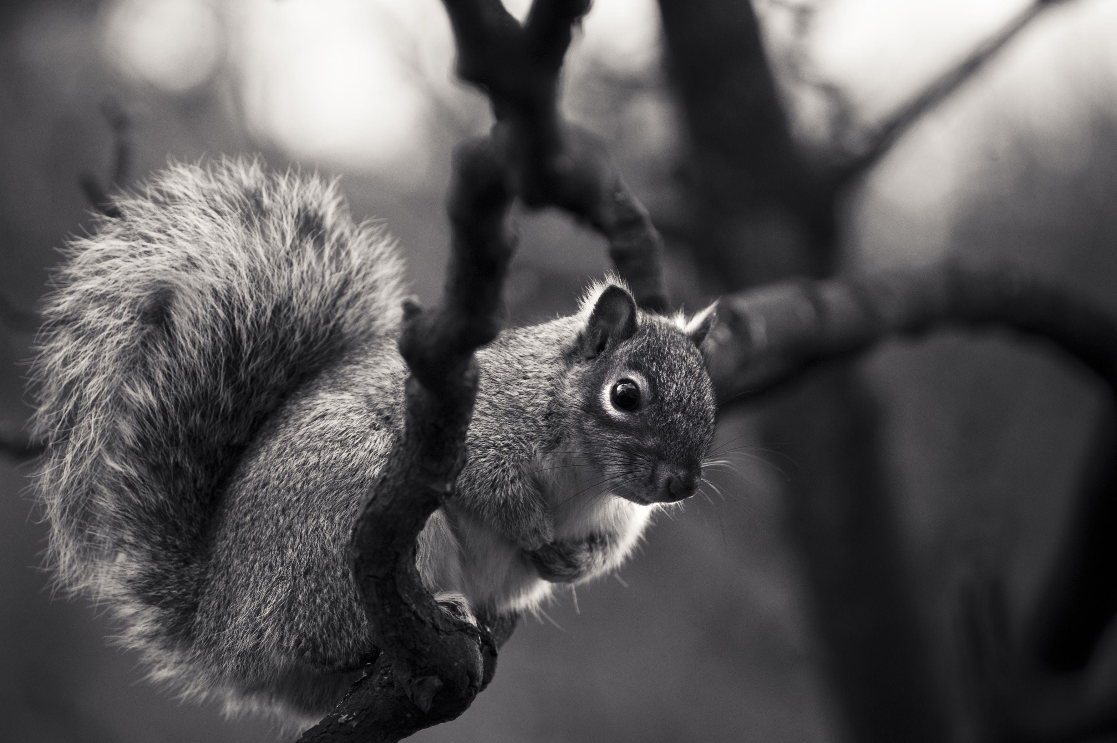 3571x2376 Black And White Animals Wallpaper High Quality