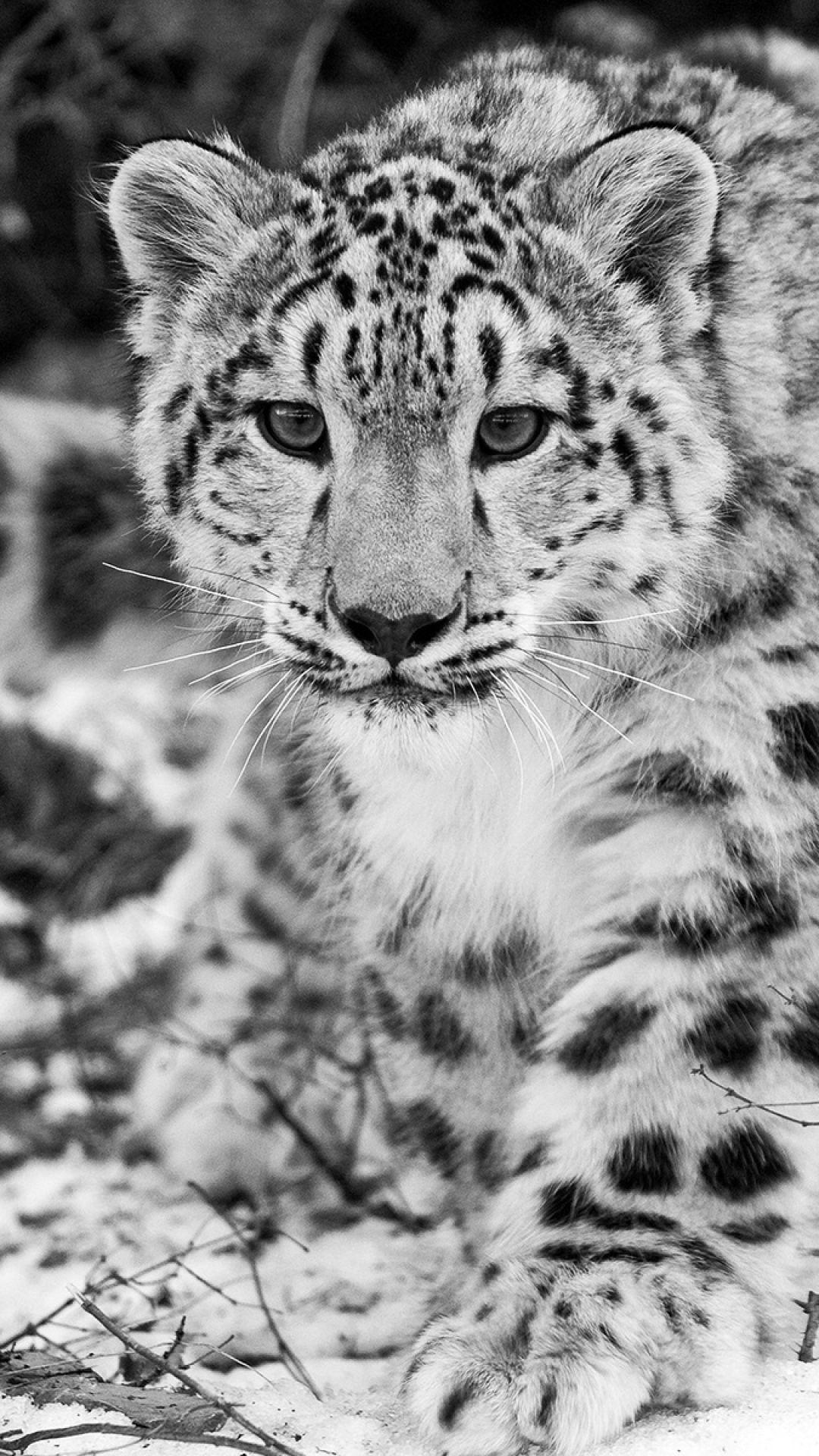 1080x1920 Black Leopard Wallpaper