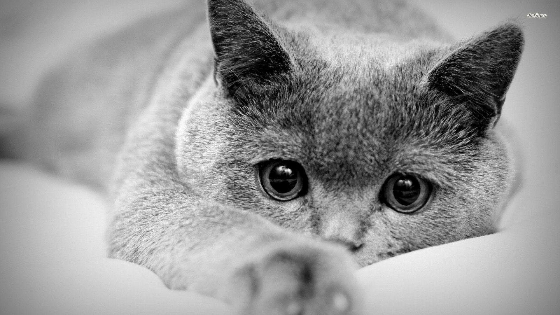 1920x1080 Cute Cat in Black and White wallpaper wallpaper