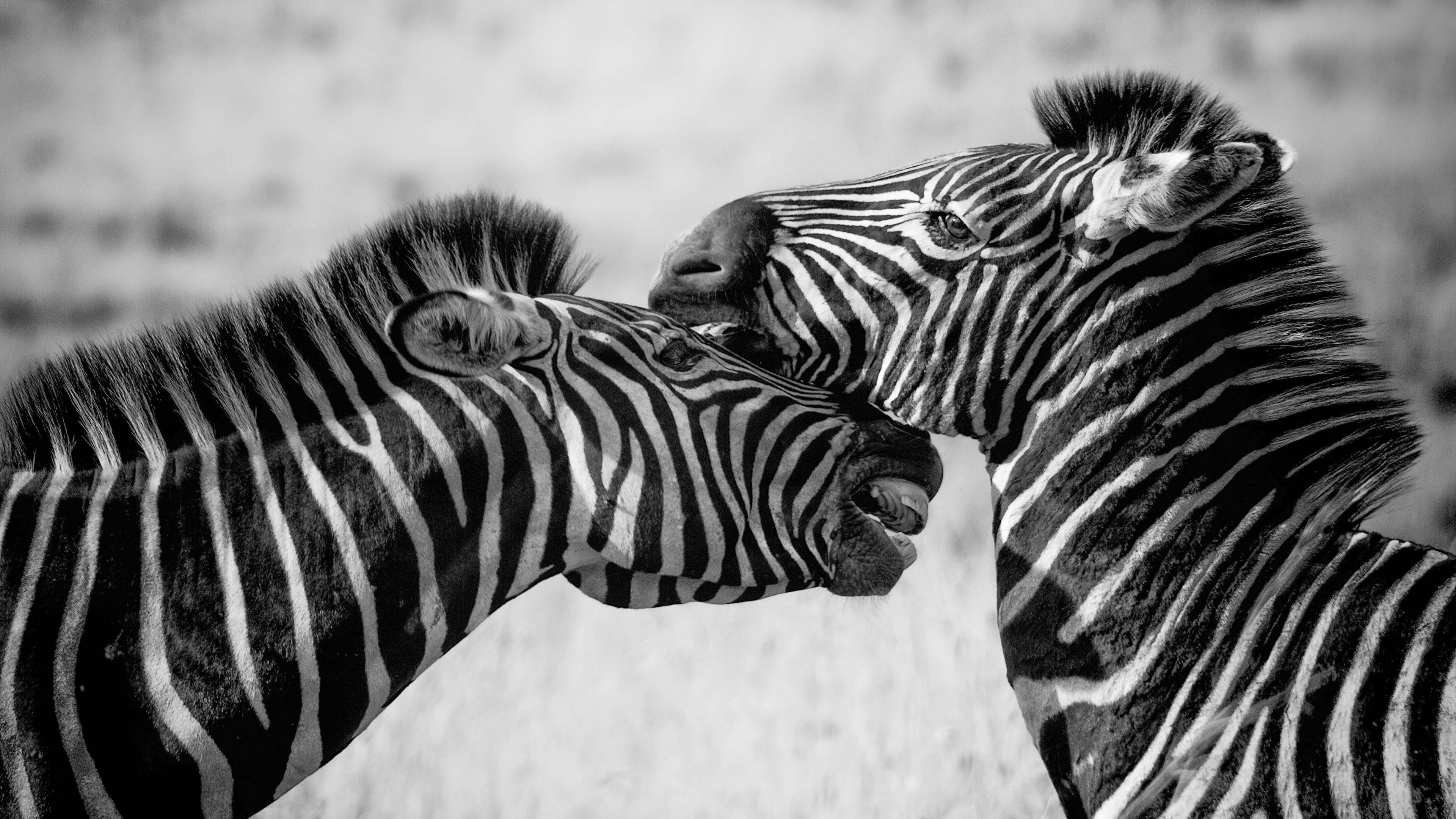3840x2160 Wallpaper 4k Zebras Black And White 4k 4k Wallpaper, Animals Wallpaper, Black And White Wallpaper, Hd Wallpaper, Monochrome Wallpaper, Zebra Wallpaper