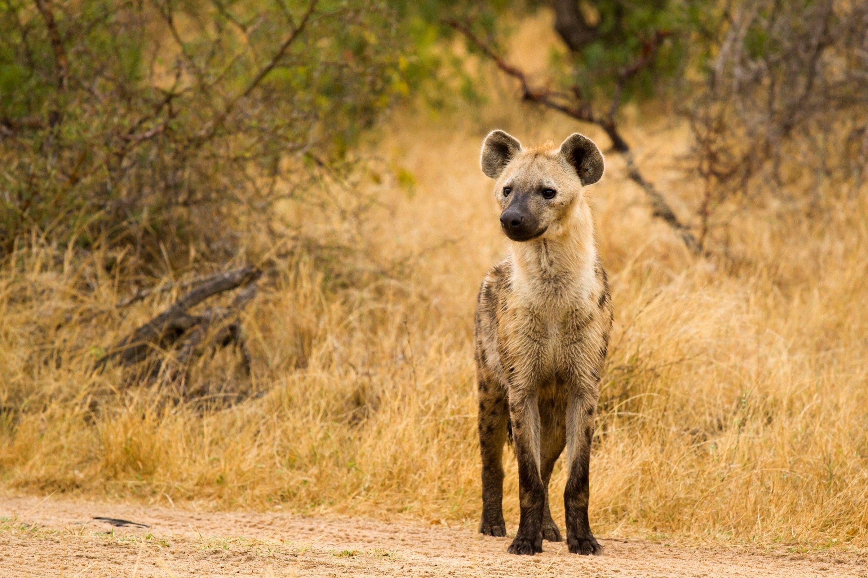 2800x1866 Hyena Wallpaper
