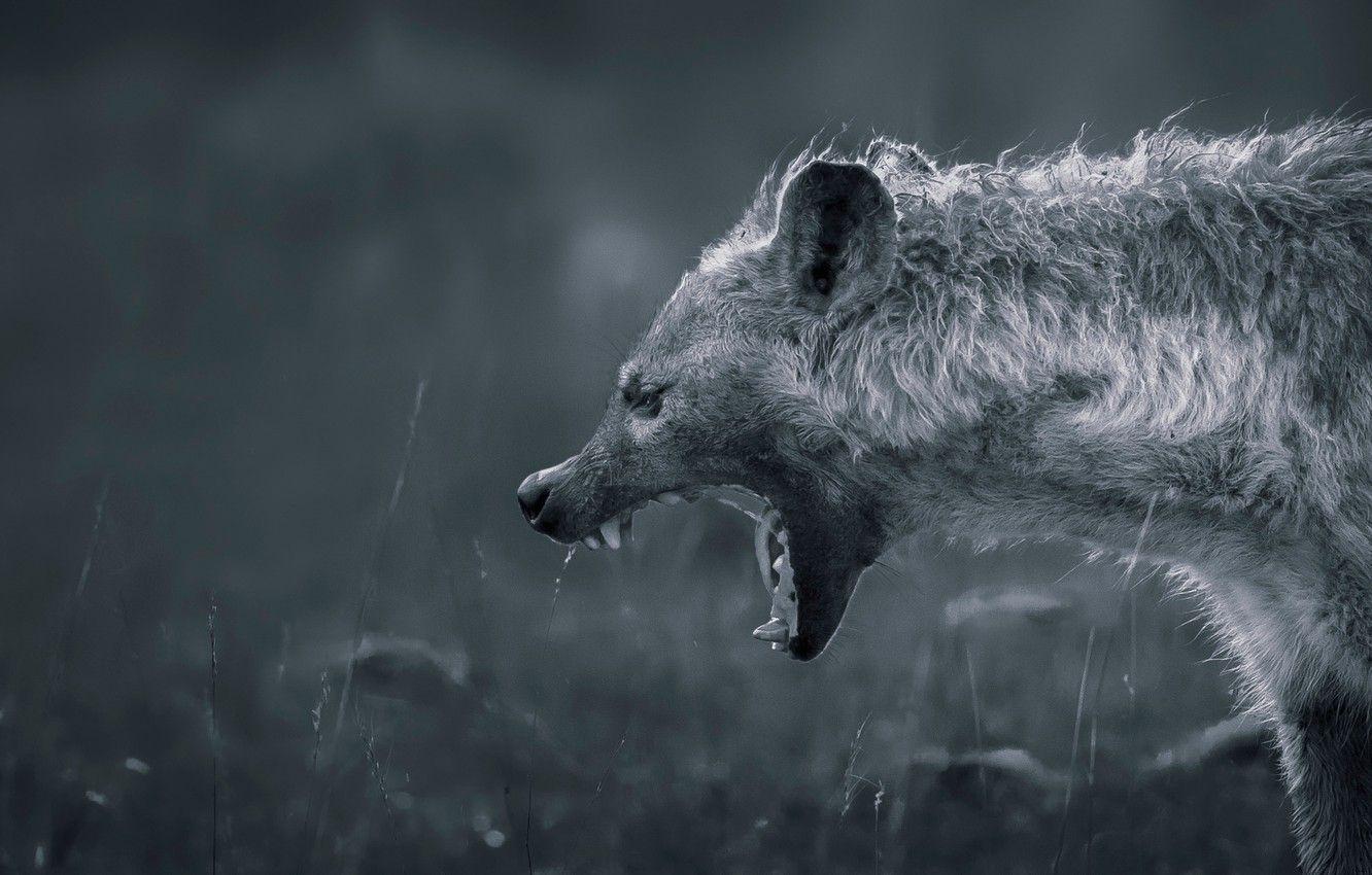 1332x850 Wallpaper teeth, mouth, hyena, Hyena image for desktop
