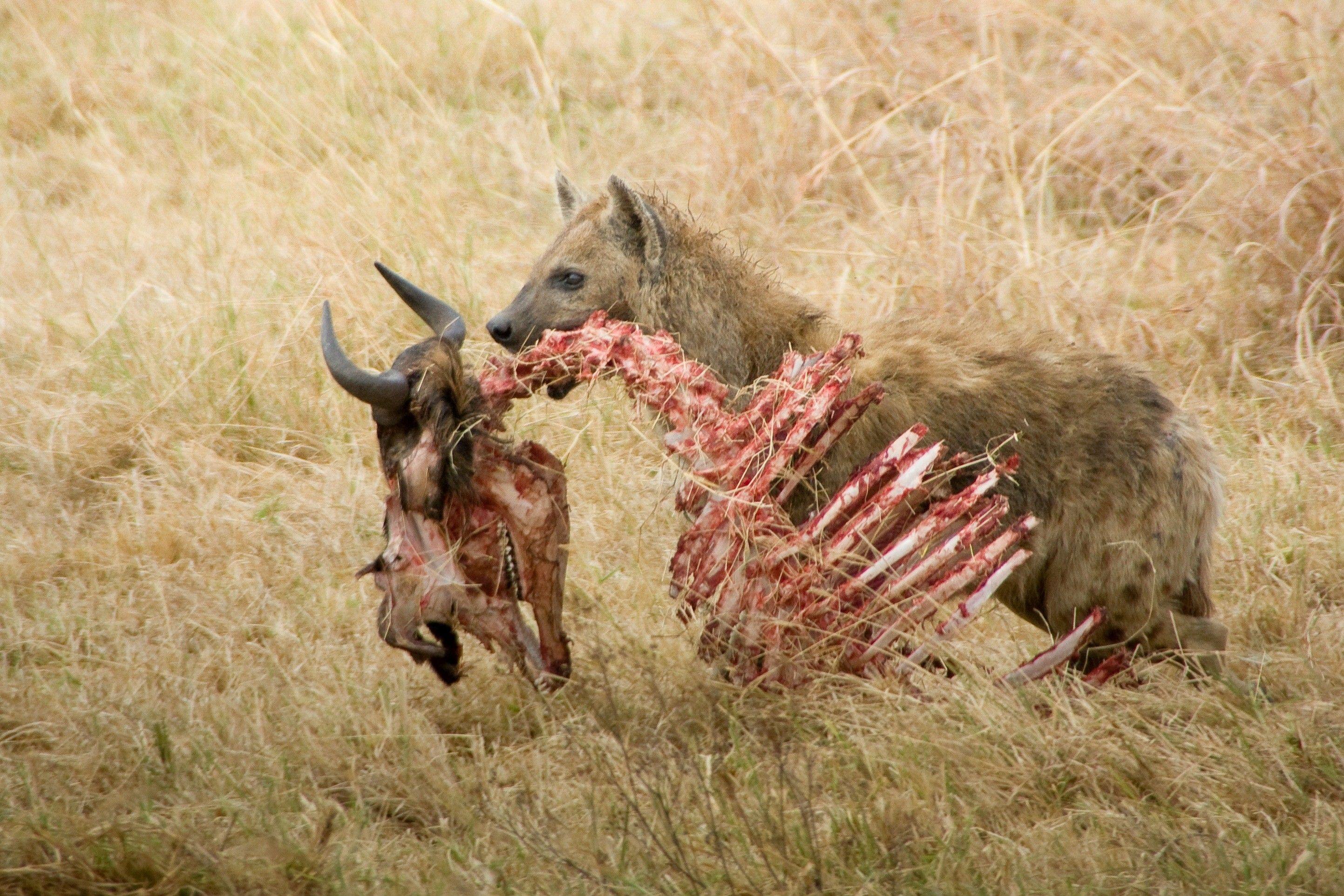 2886x1924 Spotted Hyena with Skeleton