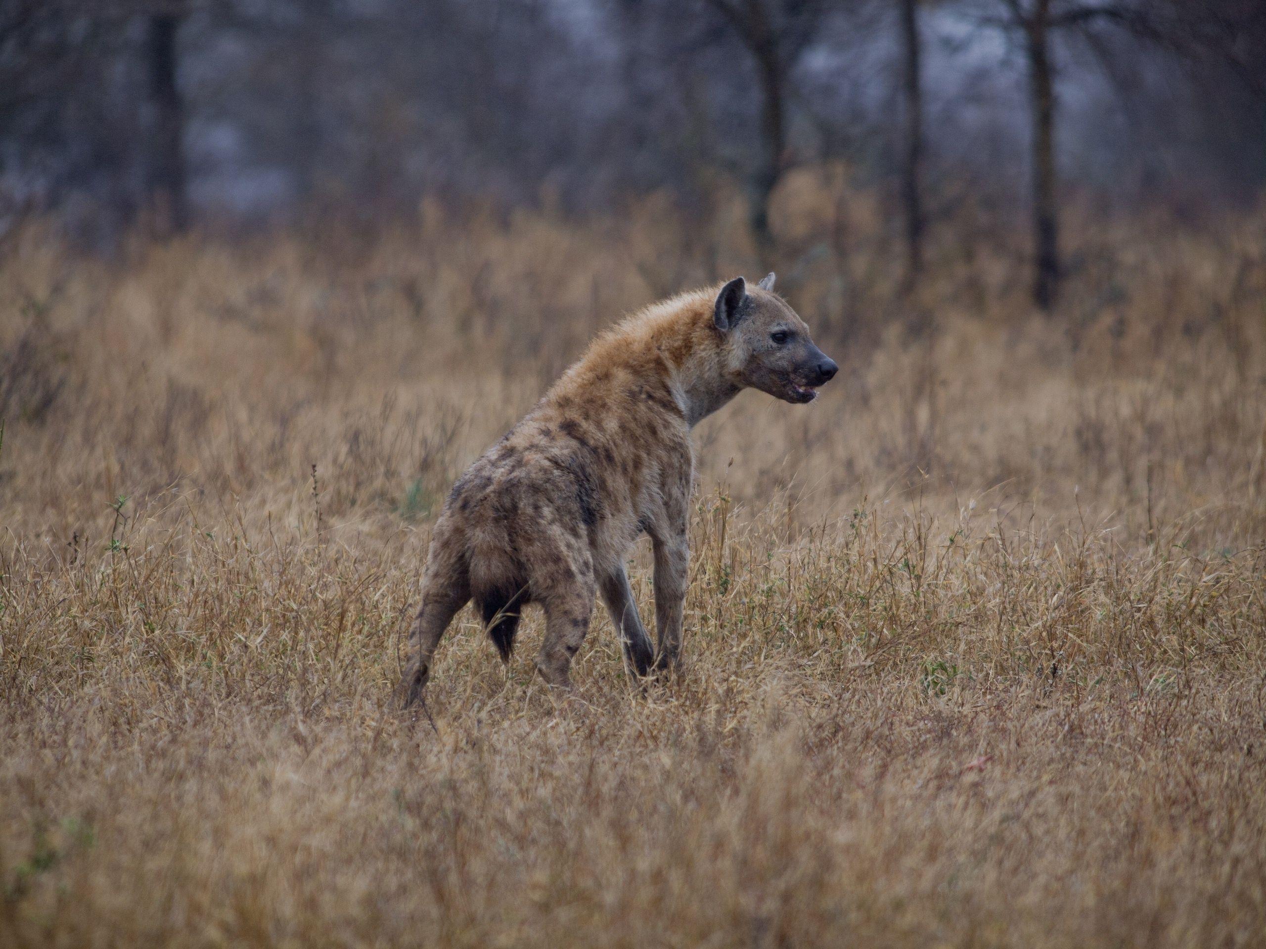 2560x1920 hyena, Predator Wallpaper HD / Desktop and Mobile Background