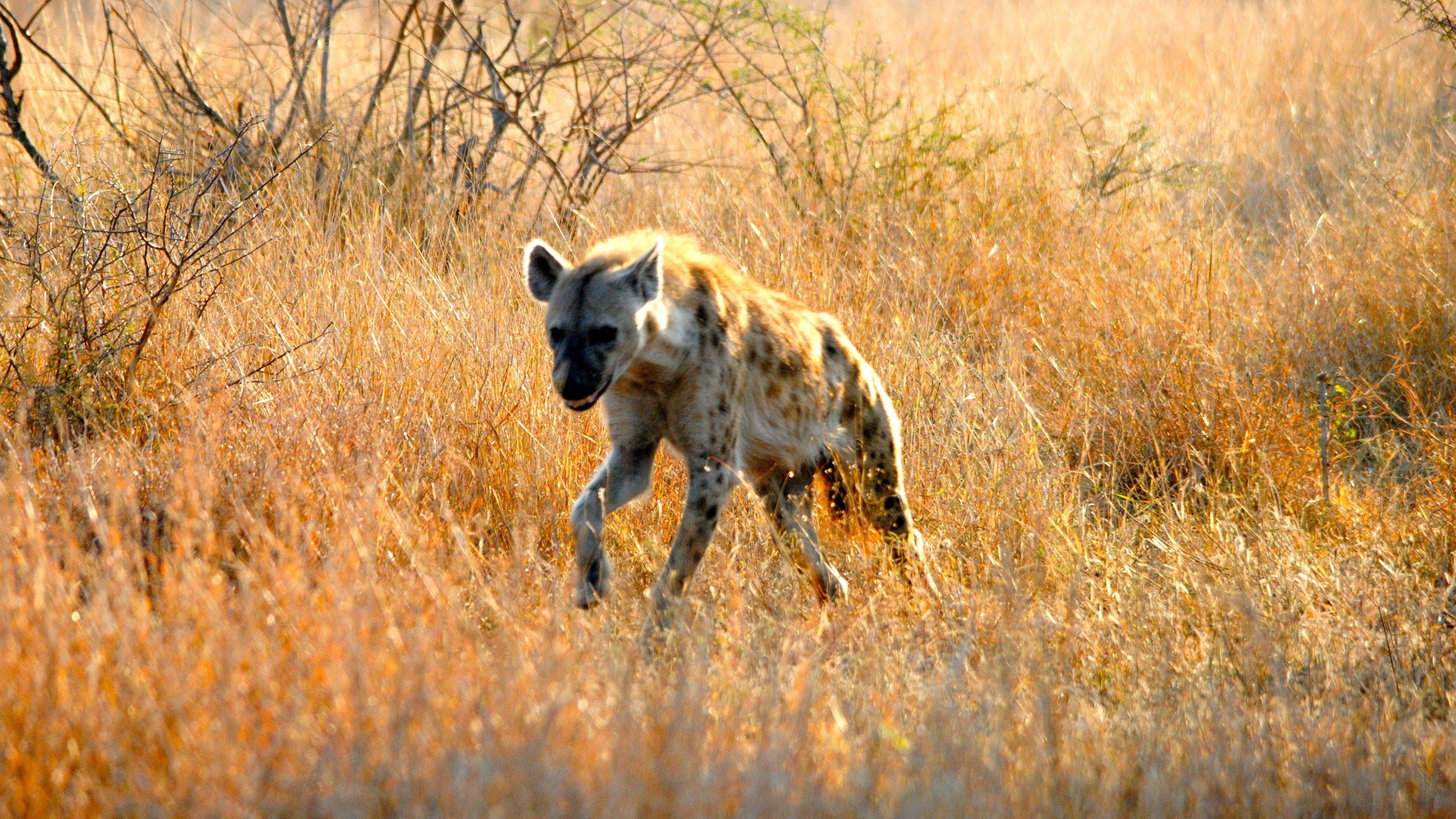 Hyena Wallpapers - Top Free Hyena Backgrounds - WallpaperAccess