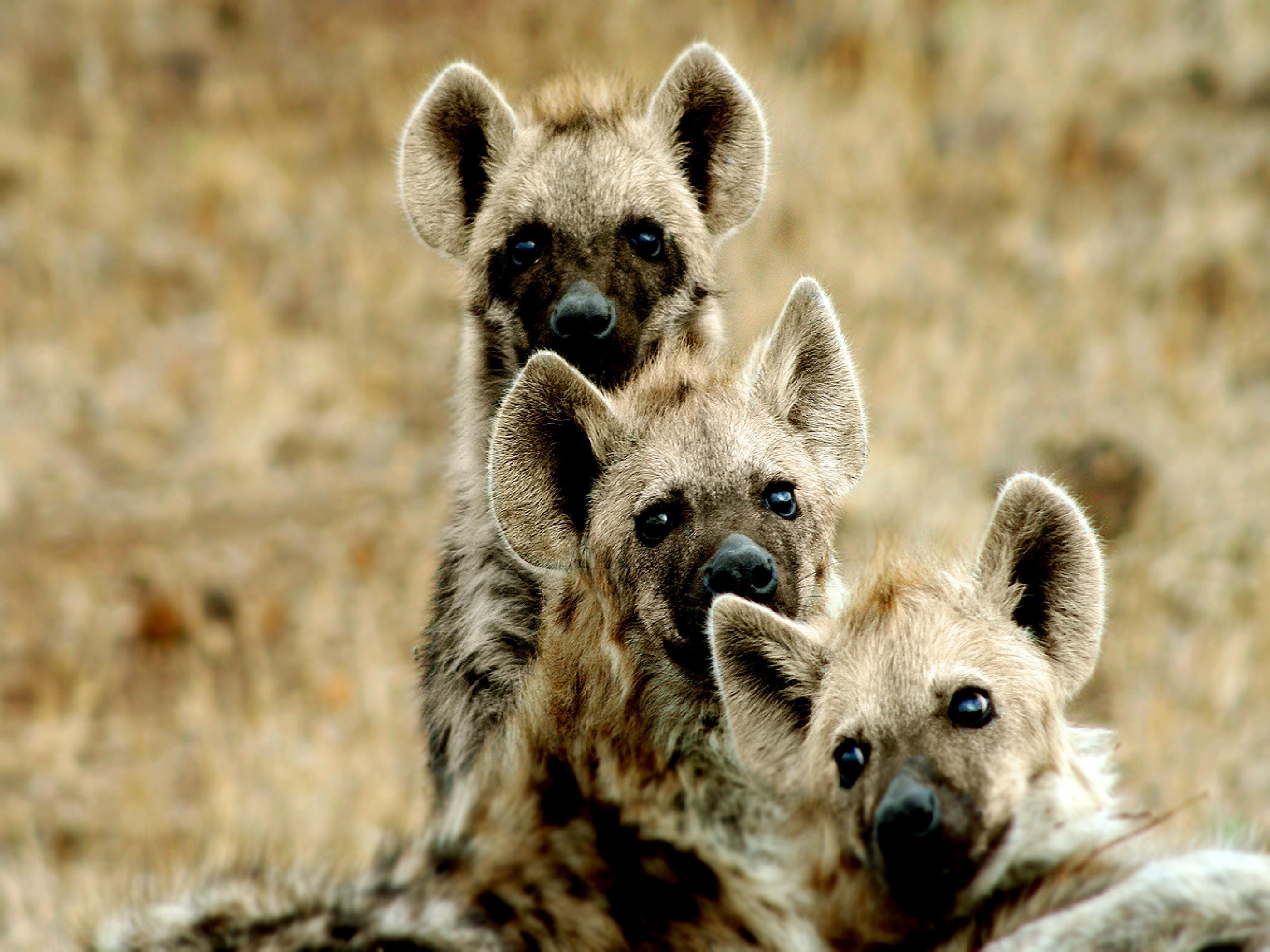 Download Serious Face Hyena Predator Wallpaper  Wallpaperscom