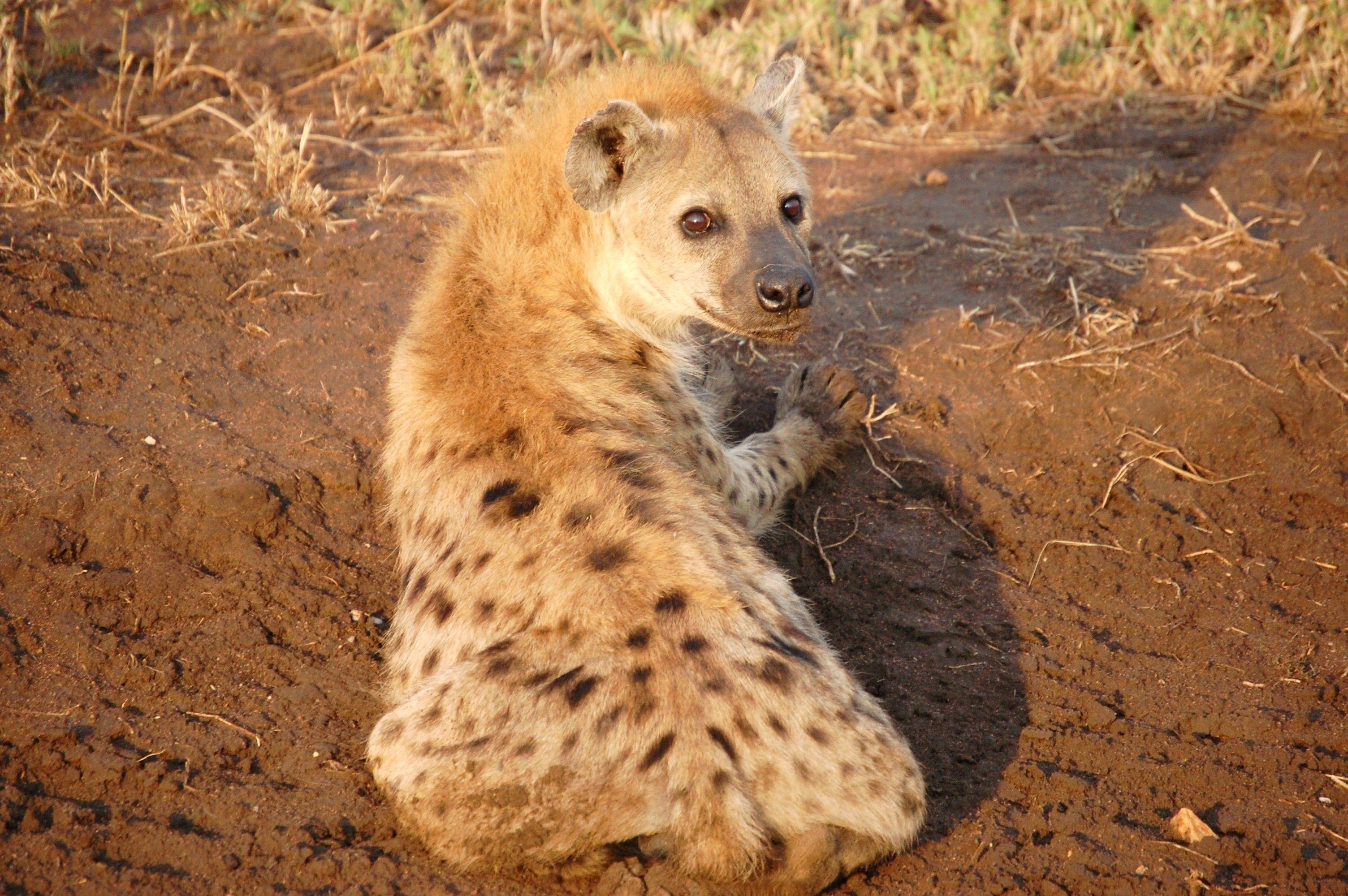 3008x2000 Hyena Wallpaper