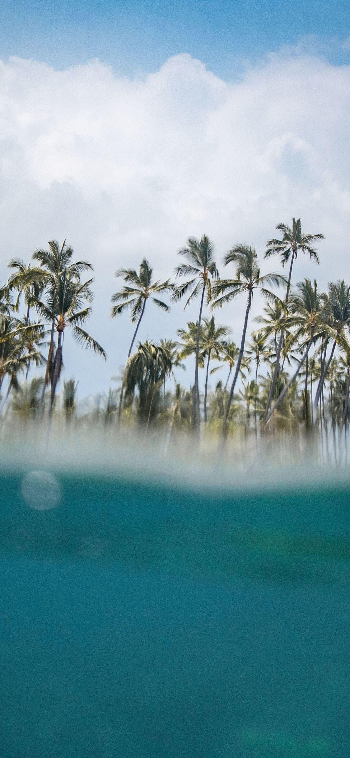 1125x2436 Download 1125x2436 wallpaper hawaii, beach, sea wave, palm