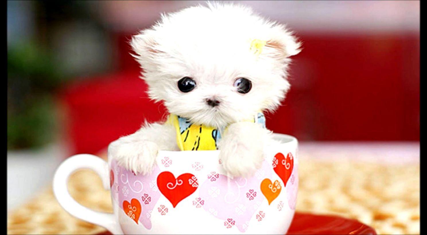 1488x819 Teacup Puppy Wallpaper Desktop