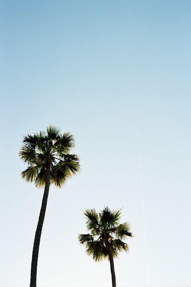765x1148 Palm Trees Tree Wallpaper