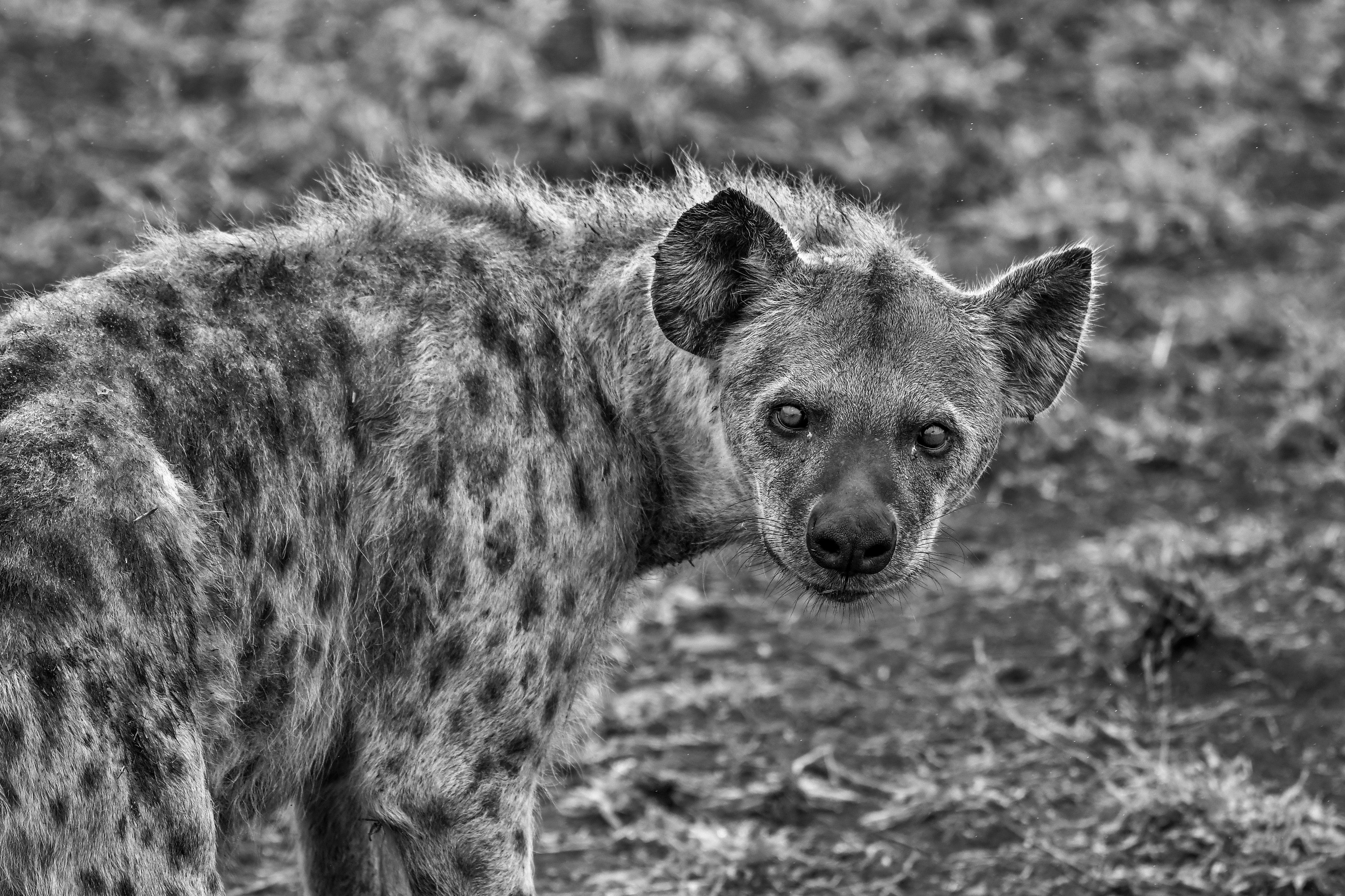 5568x3712 Hyena أبيض وأسود خلفية وخلفية مجانية