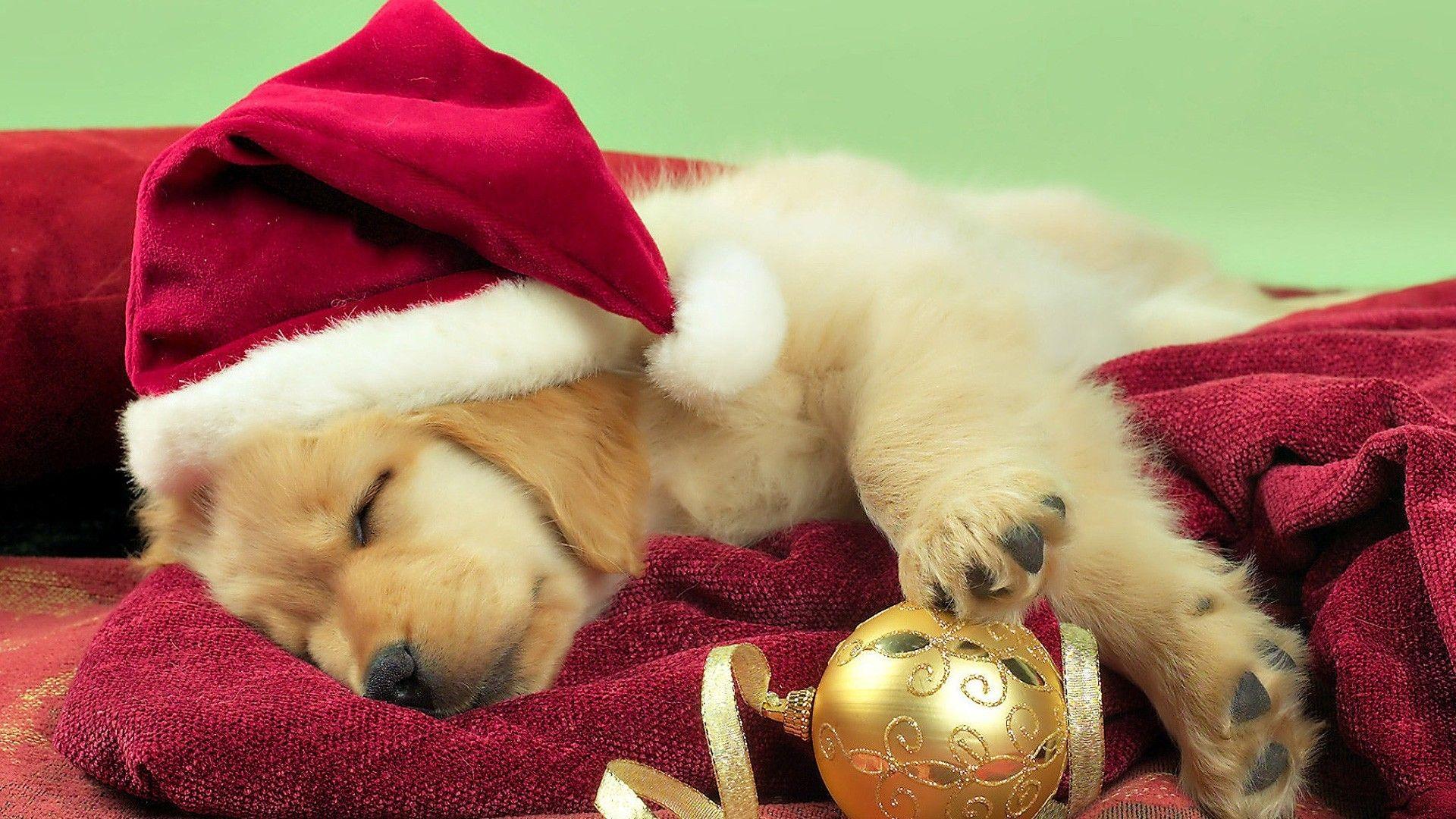 Christmas Puppy Wallpapers - Top Free Christmas Puppy Backgrounds ...