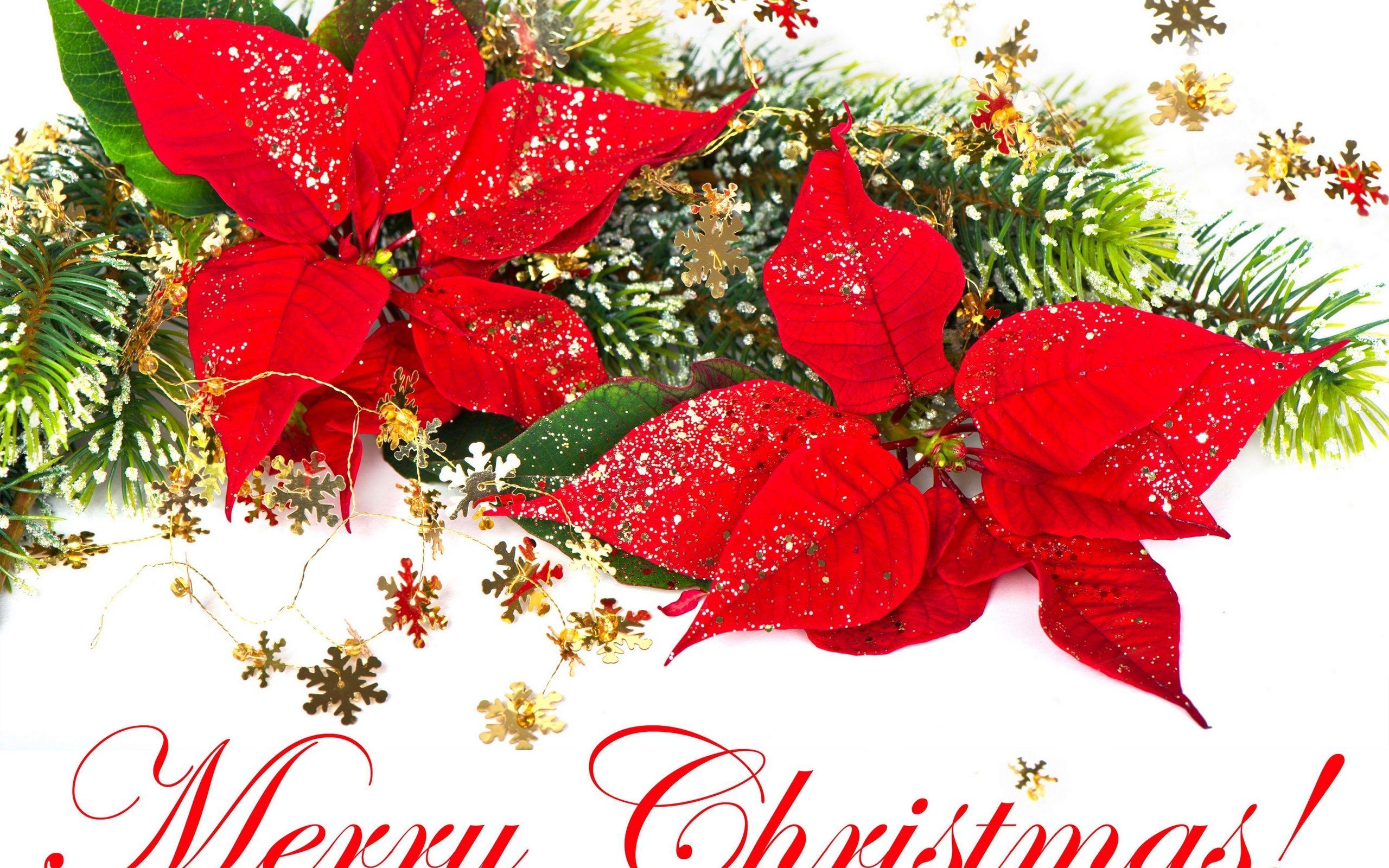 Beautiful Christmas Flowers Images : Christmas flowers cards do it best ...