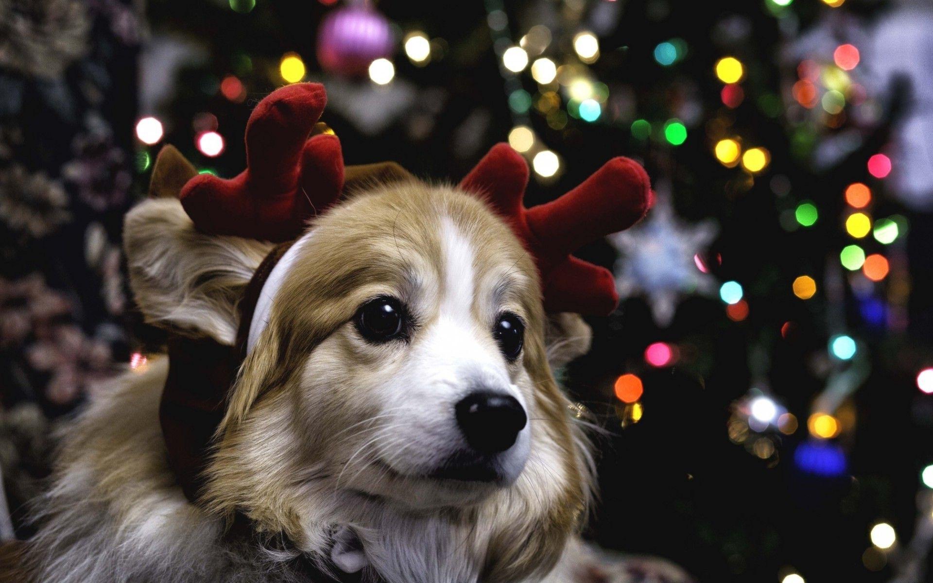 1920x1200 Puppy Christmas Wallpaper