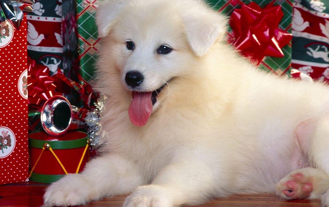 1280x804 Christmas Puppy wallpaper. Christmas Puppy