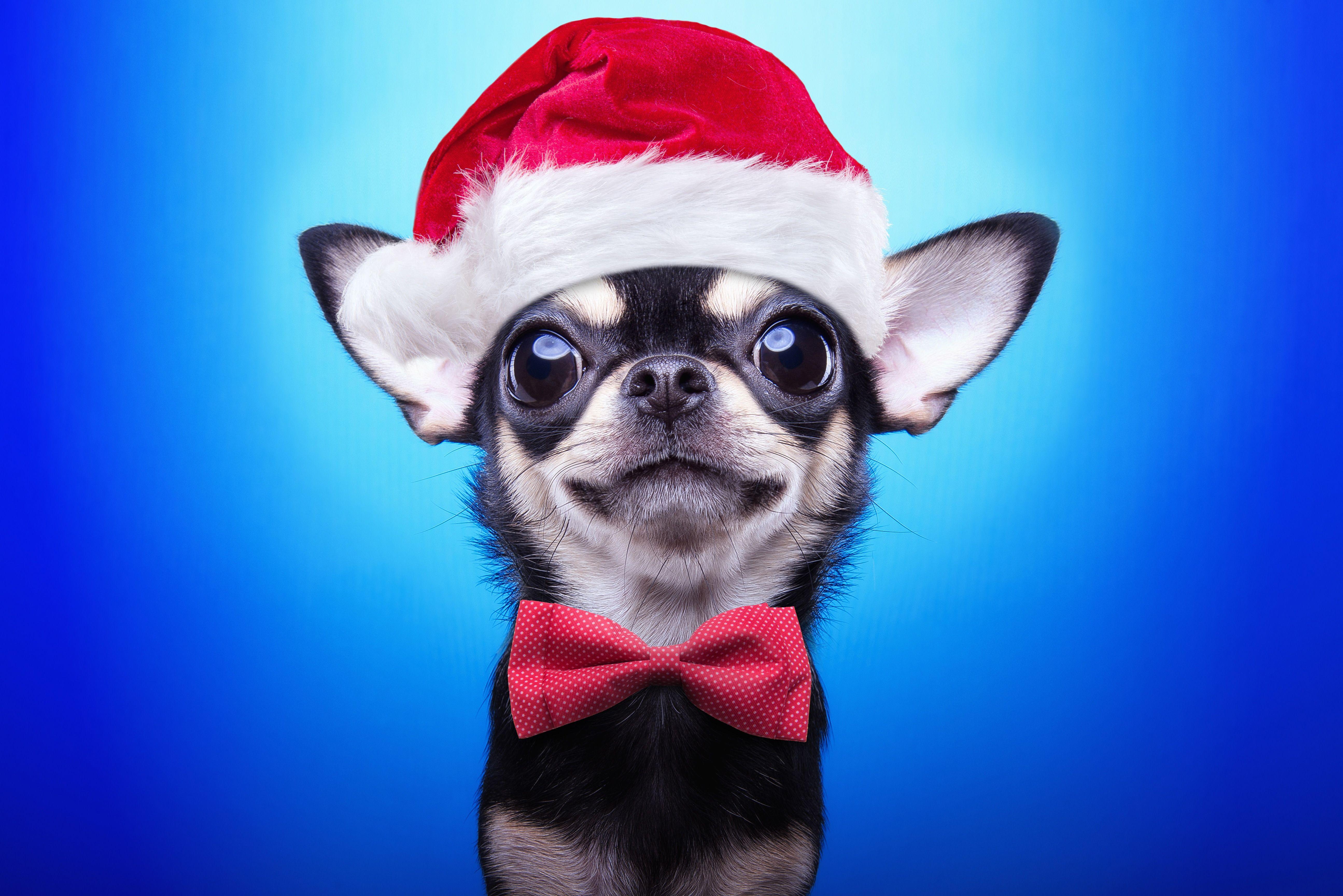 Christmas Puppy Wallpapers - Top Free Christmas Puppy Backgrounds