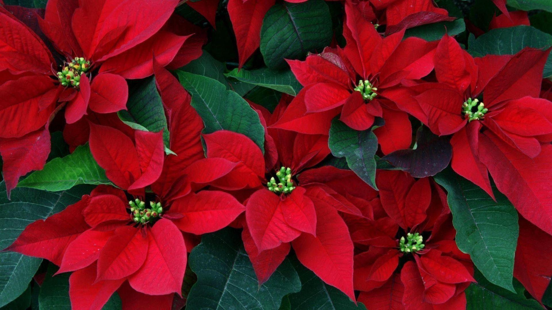 1920x1080 Poinsettia Wallpaper
