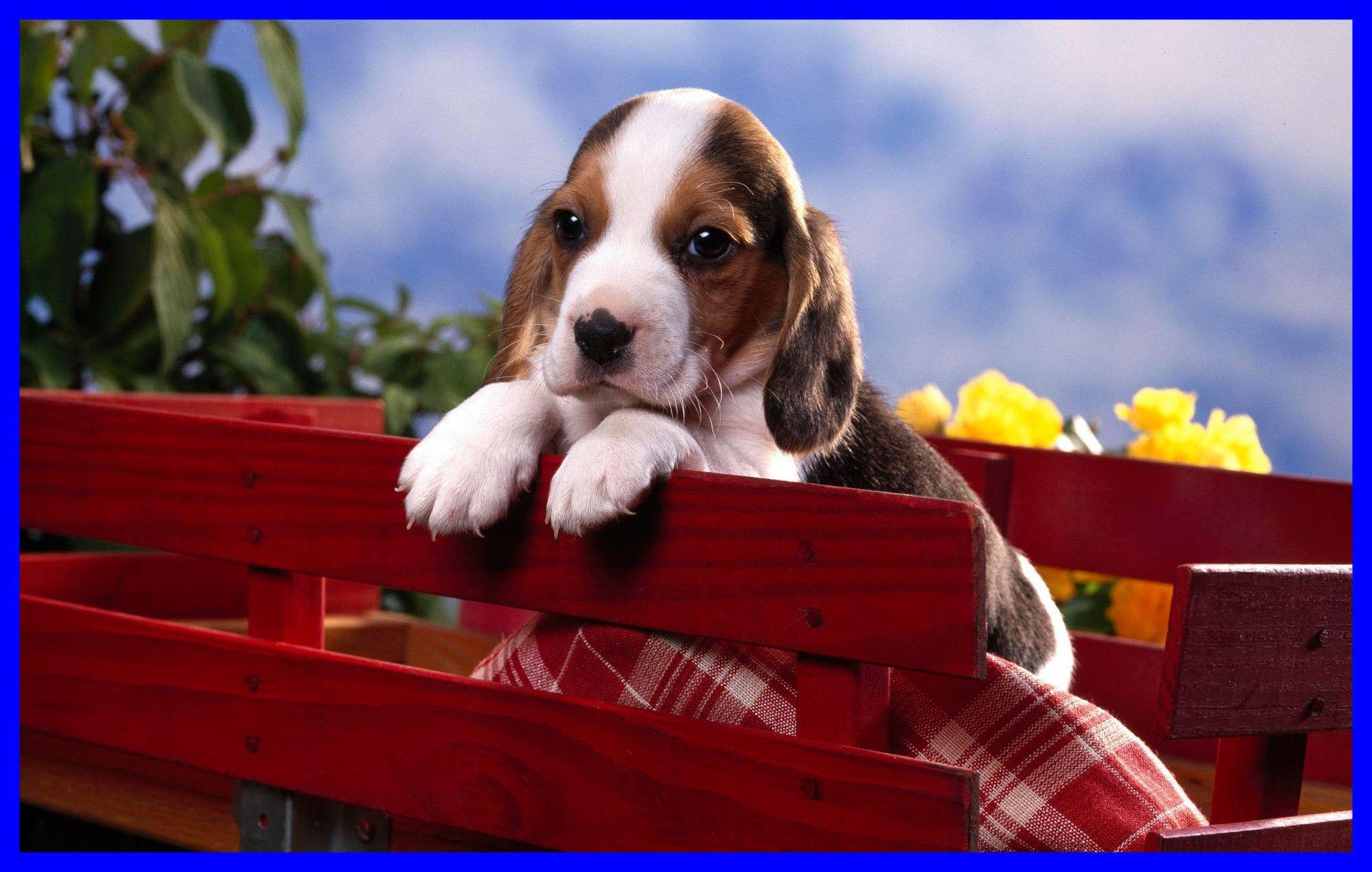 1976x1256 Puppy Christmas Wallpaper Hound Easter Puppy Free