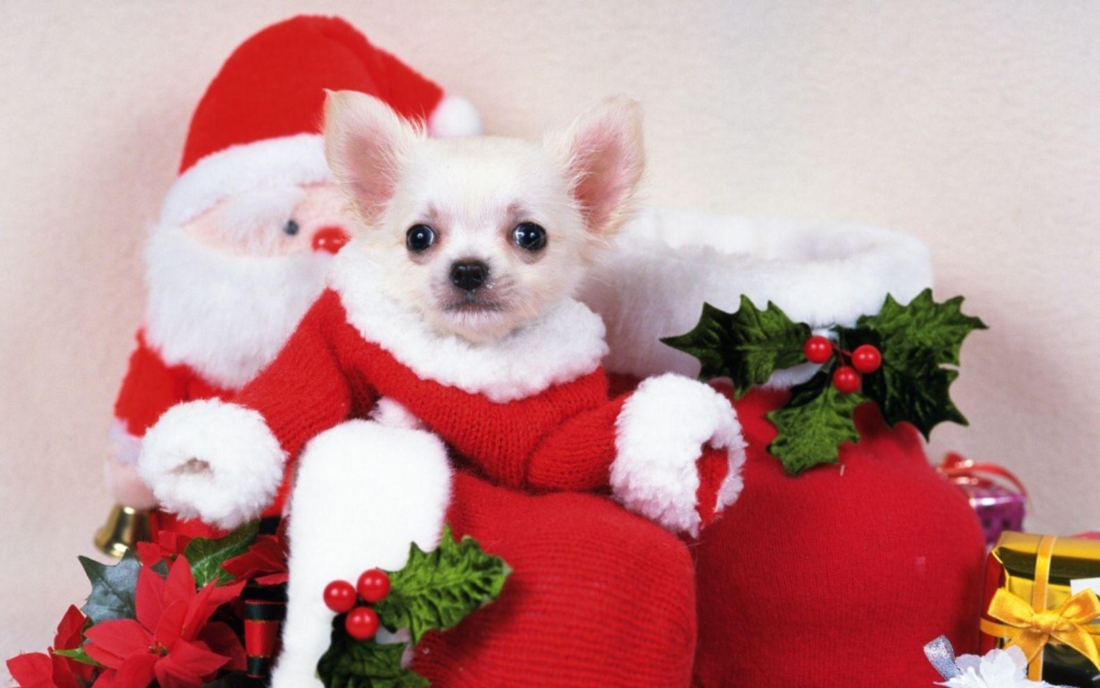 1584x990 Free Cute Christmas Puppy Picture wallpaper Wallpaper