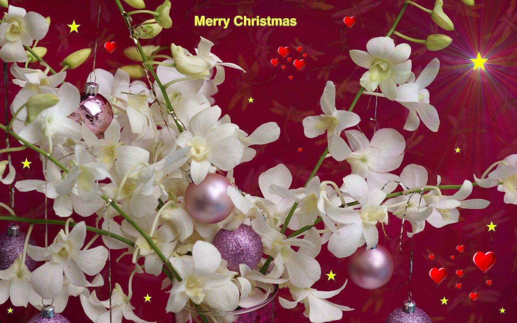 1800x1125 Free Christmas Flower wallpaper Wallpaper Wallpaper 88196
