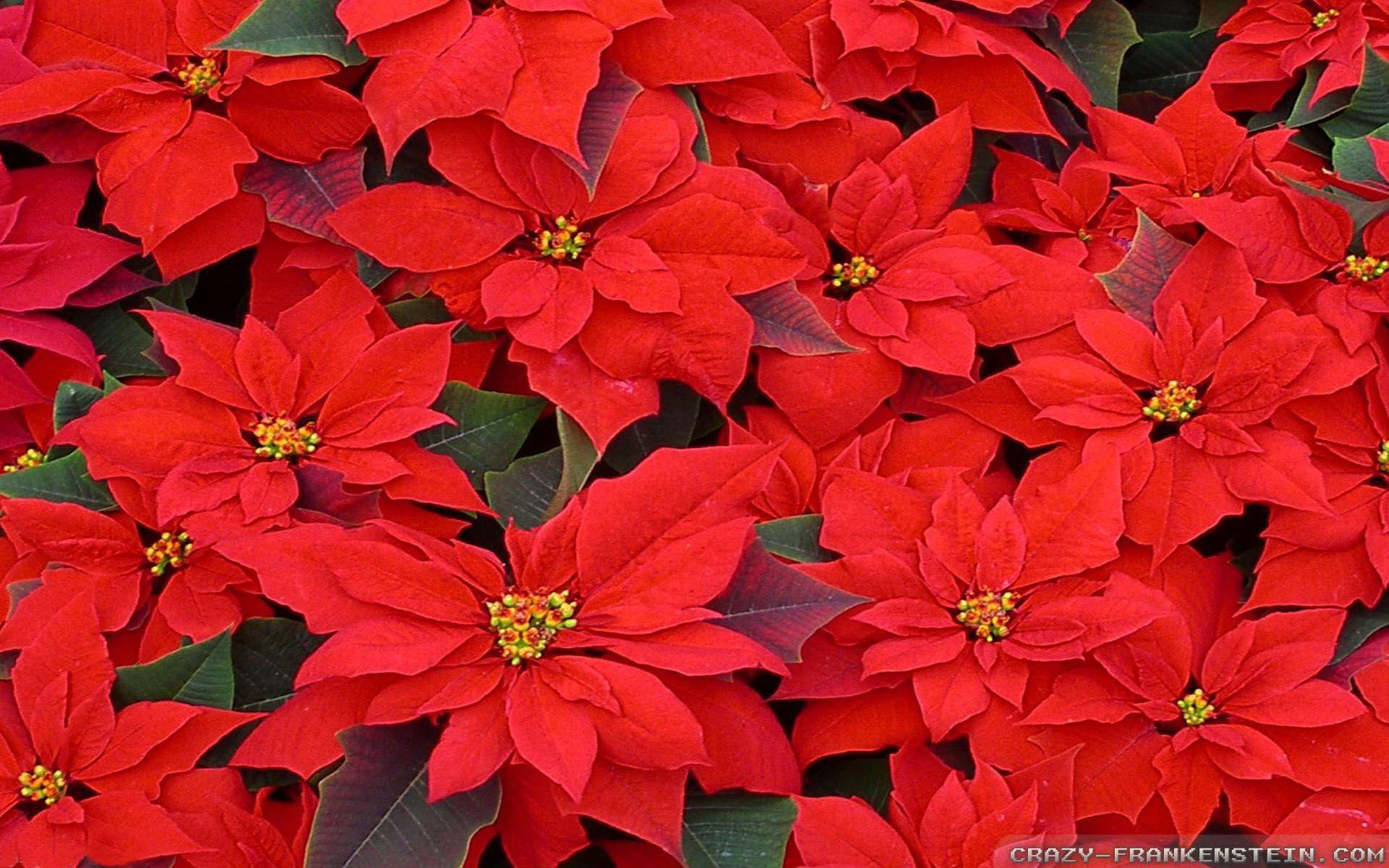 Christmas Flowers Wallpapers - Top Free Christmas Flowers Backgrounds ...
