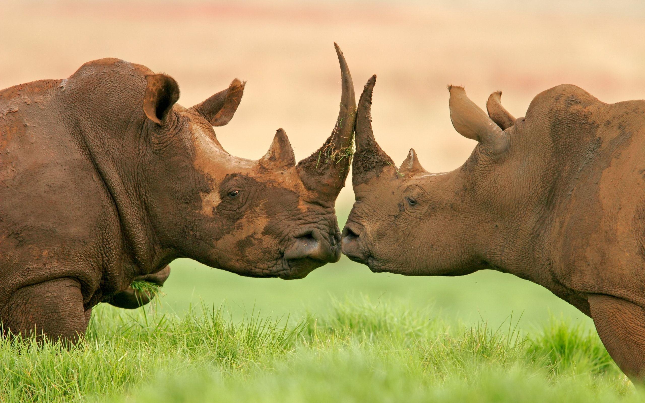 2560x1600 Rhinoceros