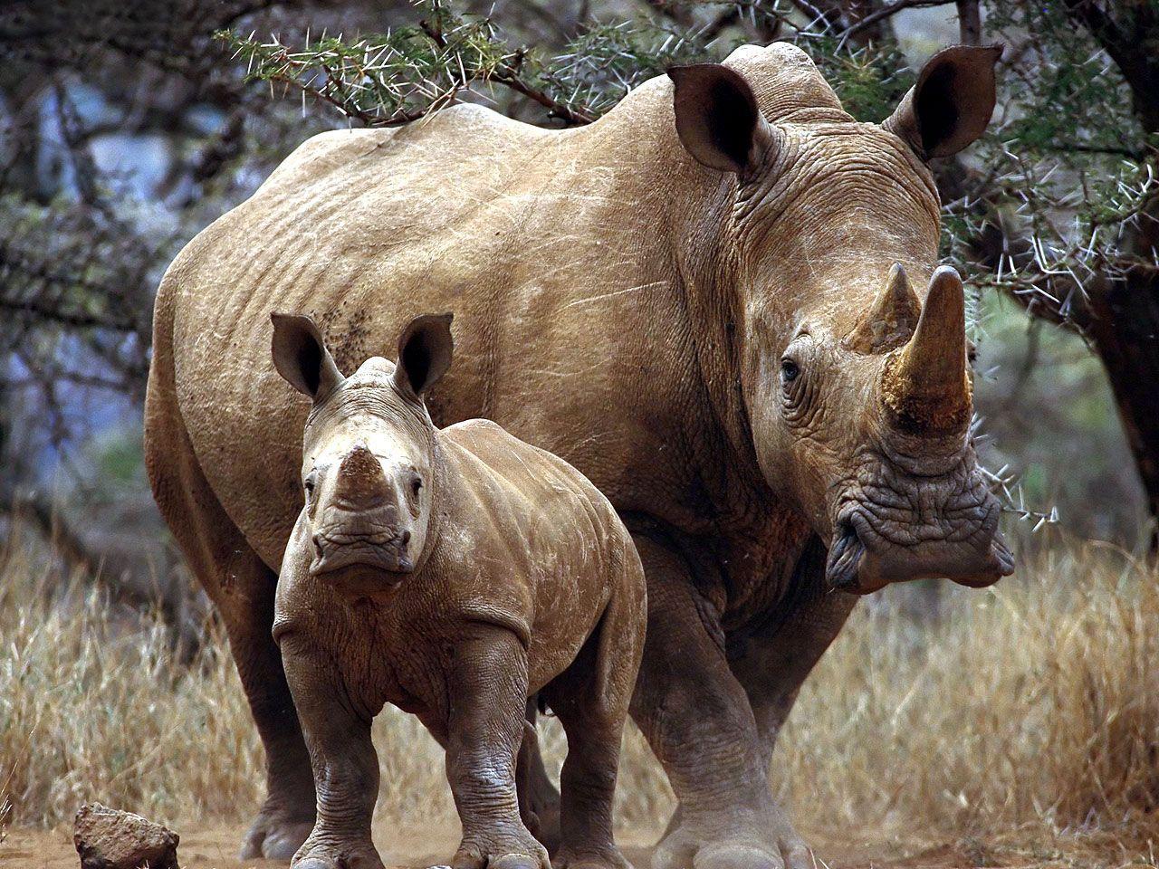 1280x960 Rhino Wallpaper