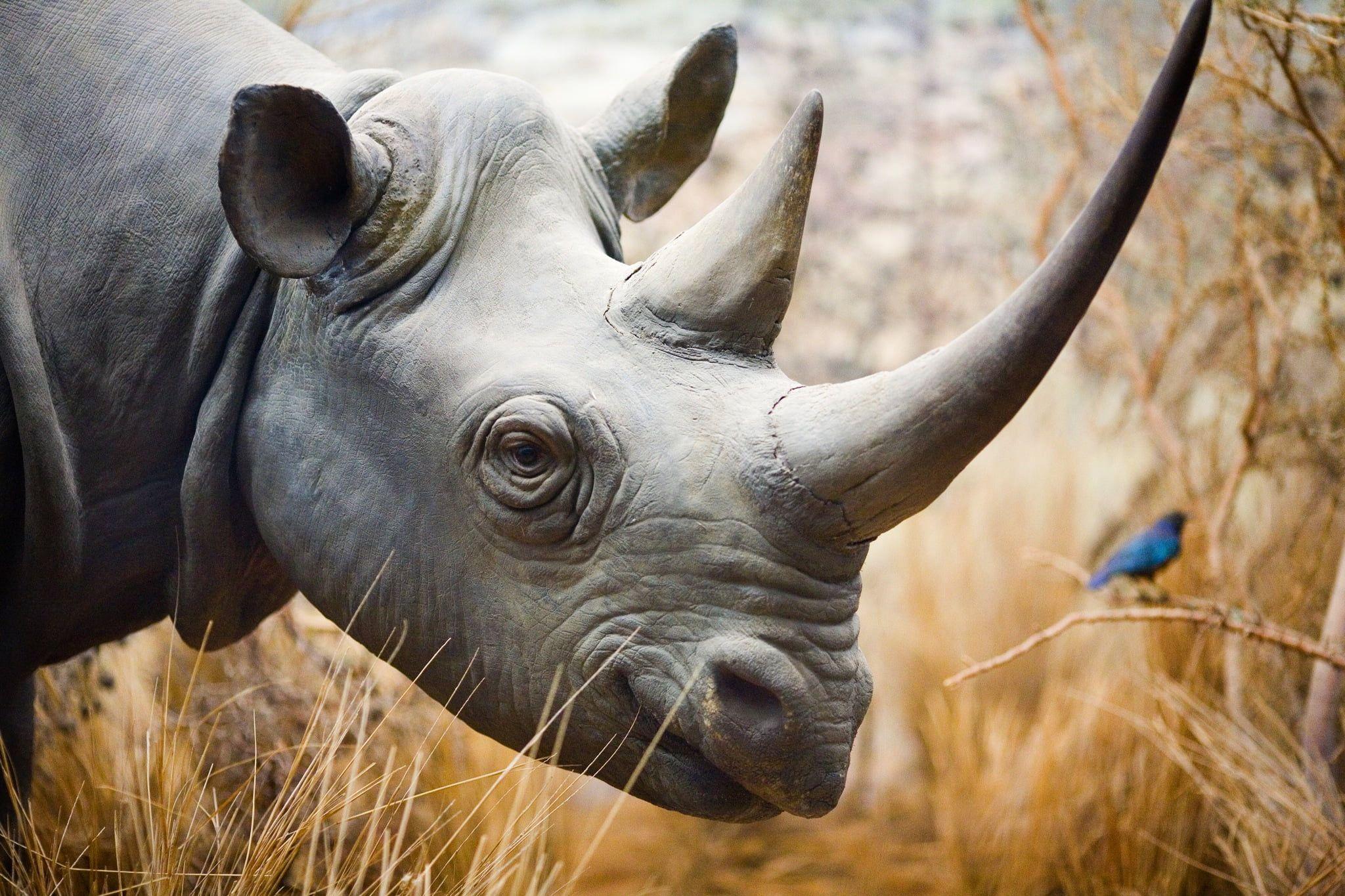 2048x1365 Selective focus animal photography of rhinoceros HD