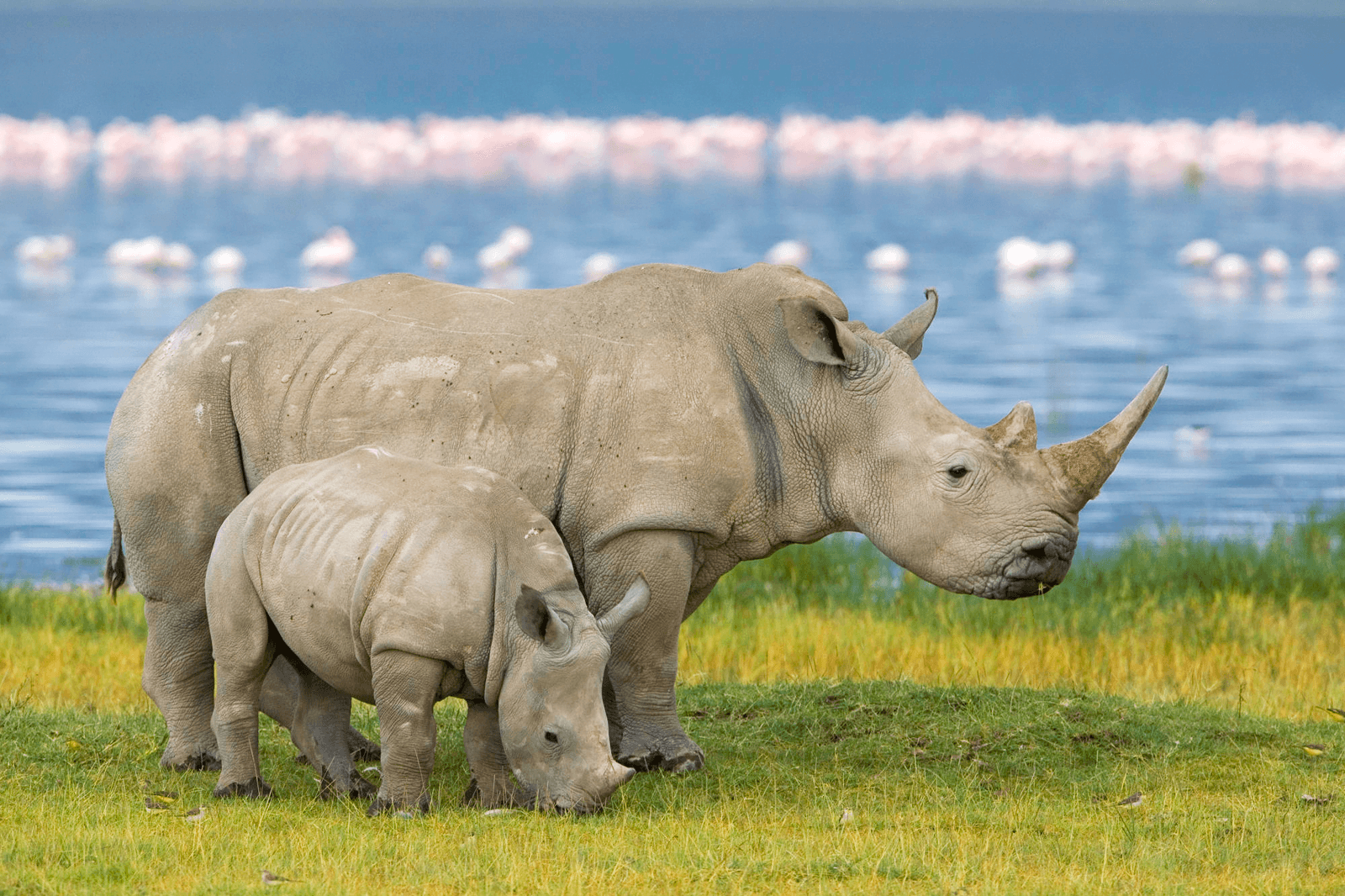 Rhinoceros Wallpapers - Top Free Rhinoceros Backgrounds - WallpaperAccess
