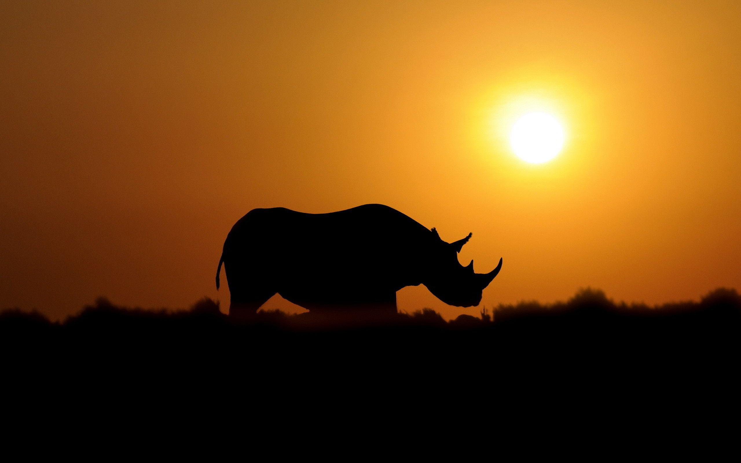 2560x1600 Rhino Wallpaper