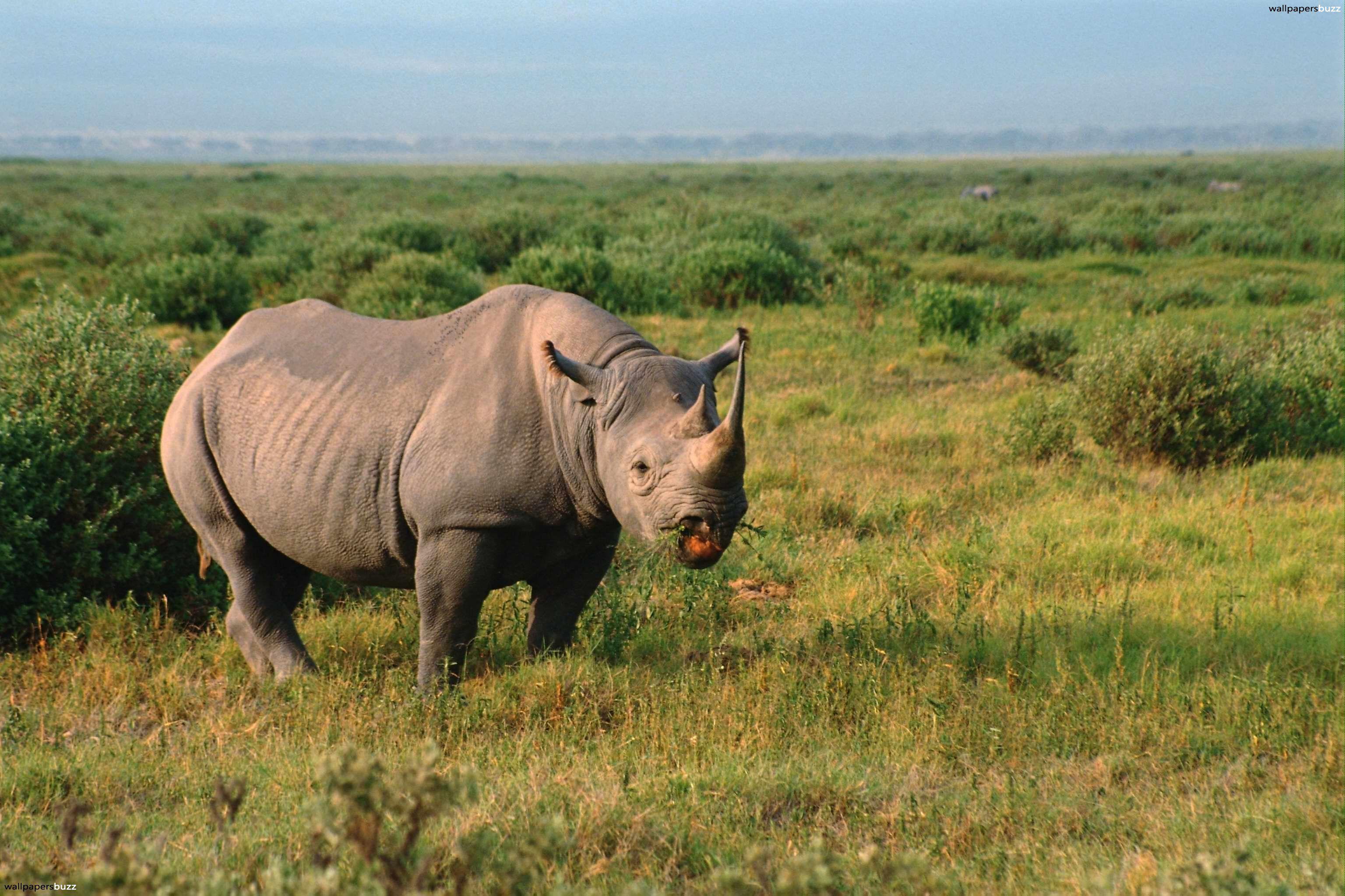 3072x2048 Project Rhino HD Wide Wallpaper for Widescreen 13