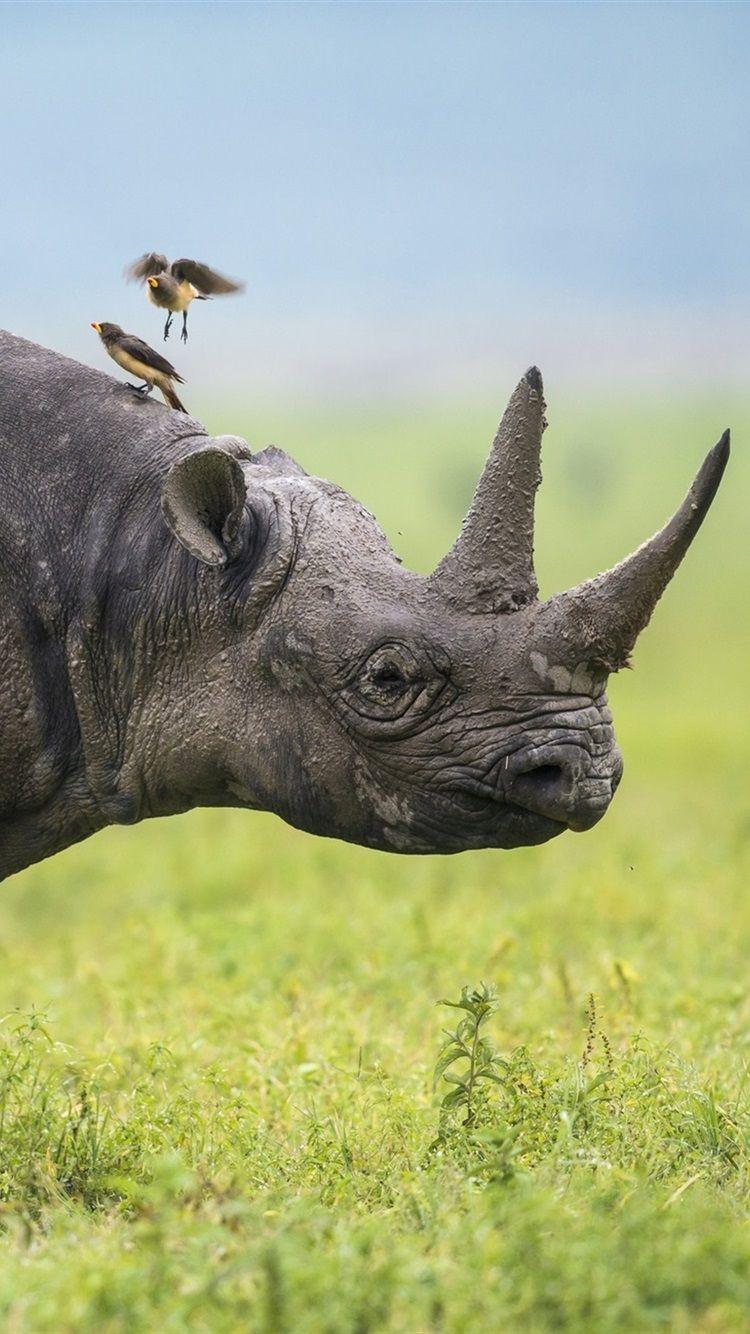 750x1334 Wallpaper Africa, Rhino, birds, grass 1920x1440 HD Picture
