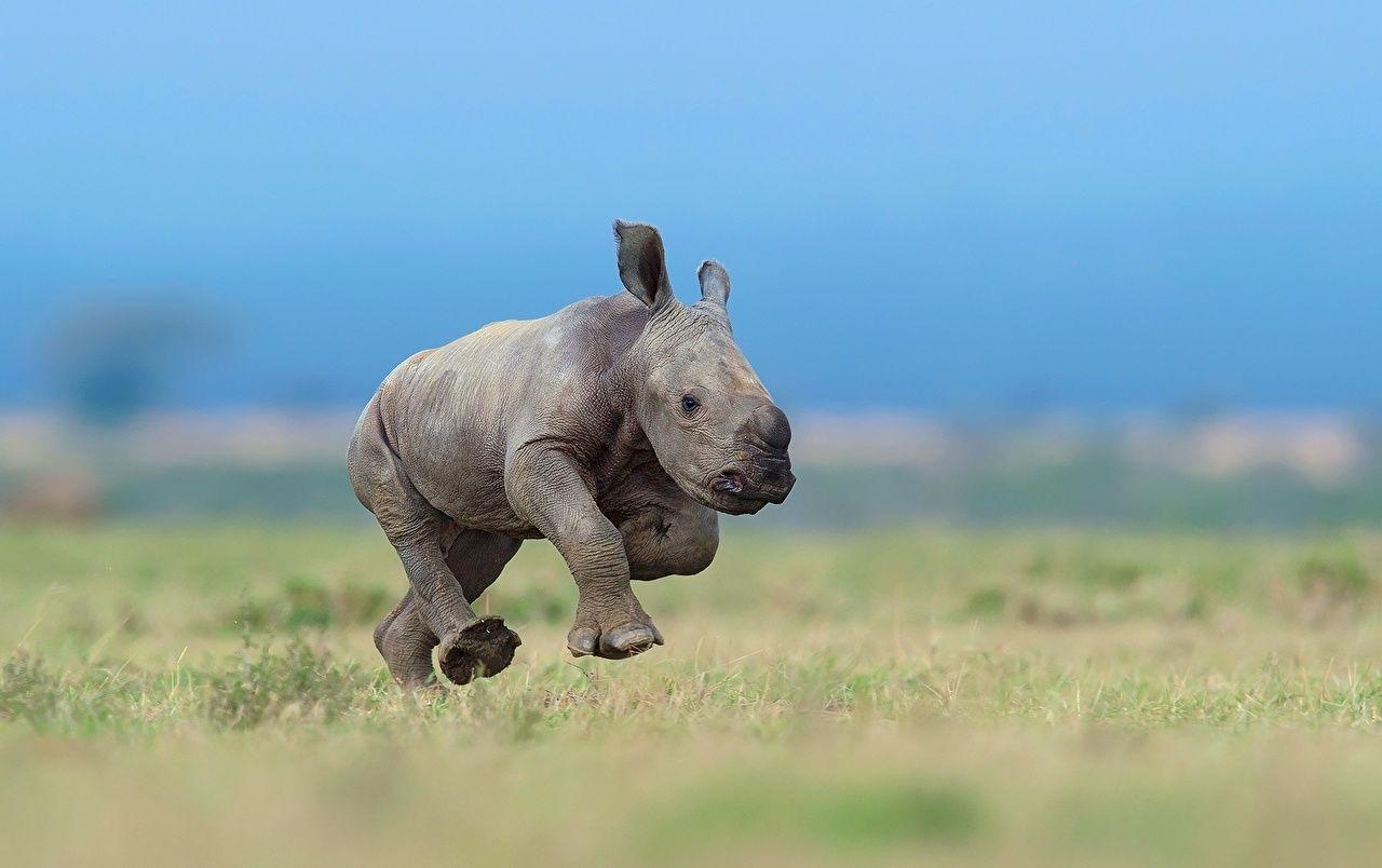 1280x804 Wallpaper Rhino Cubs Running Animals