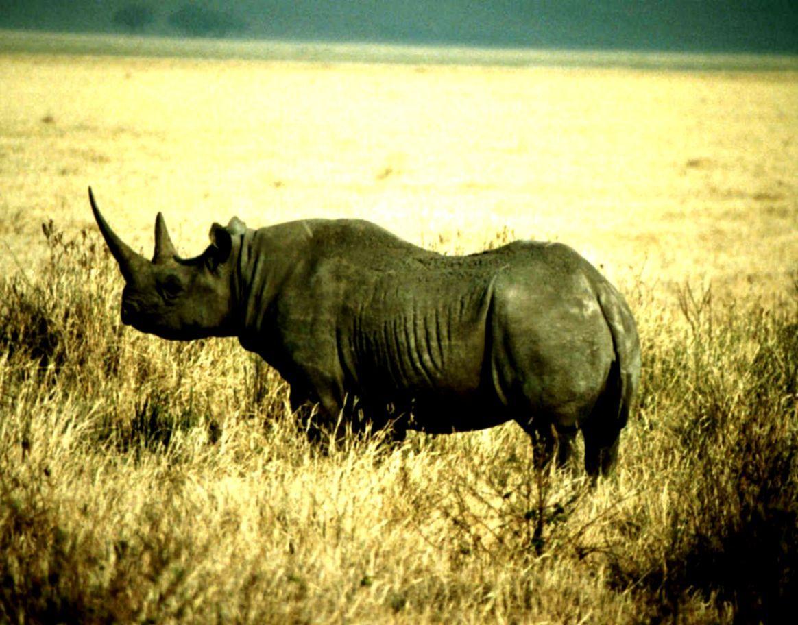 1164x912 Rhinoceros Wallpaper