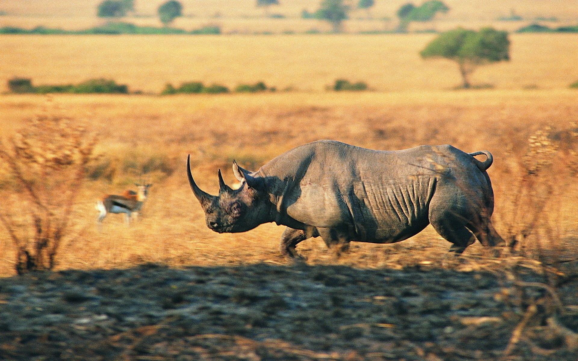 1920x1200 animals rhinoceros 1920x1200 wallpaper High Quality