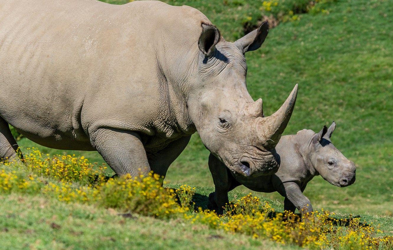 1332x850 Wallpaper flowers, nature, baby, pair, Rhino, cub, two, mother, rhinos, two rhinoceros image for desktop, section животные