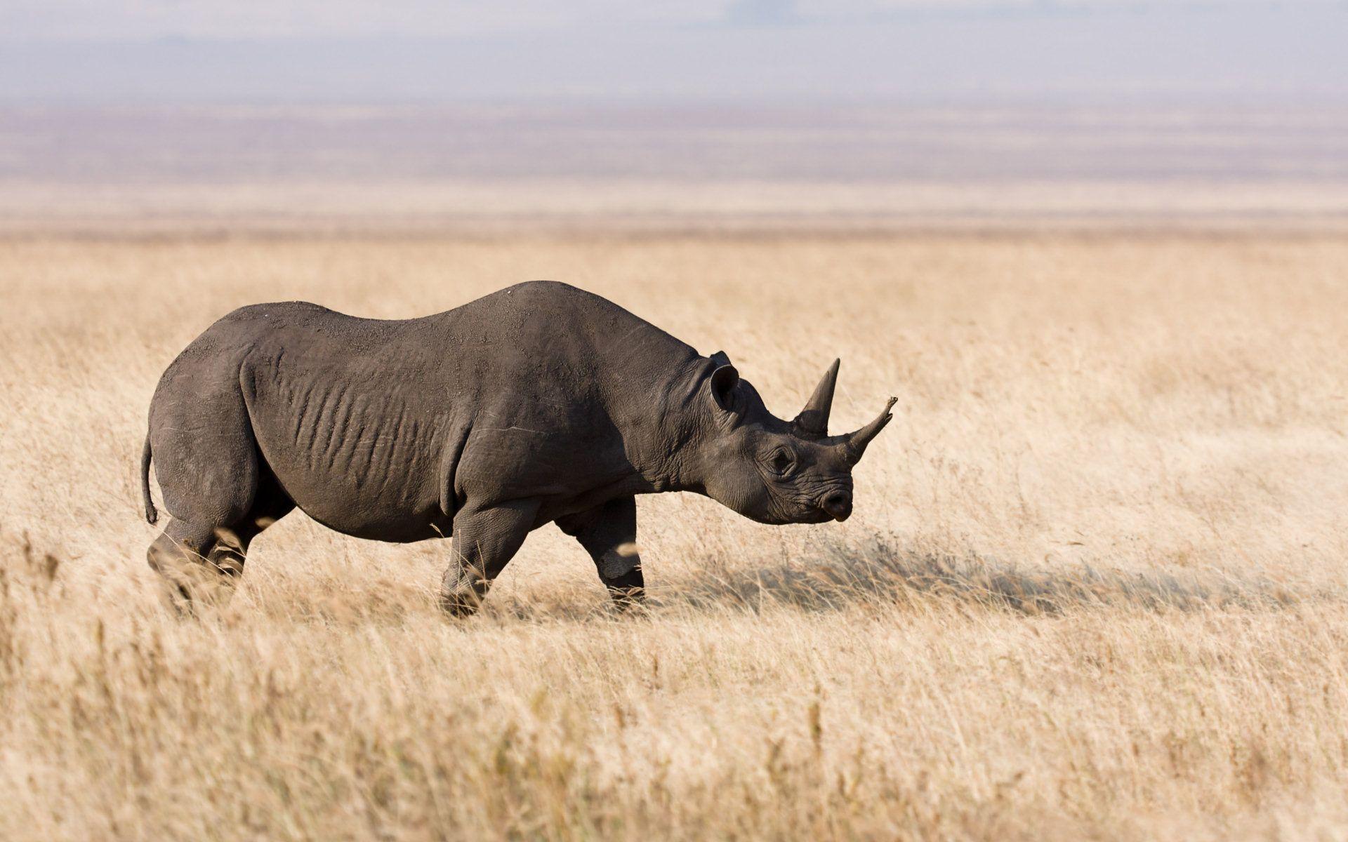 1920x1200 Fresh Rhino Background