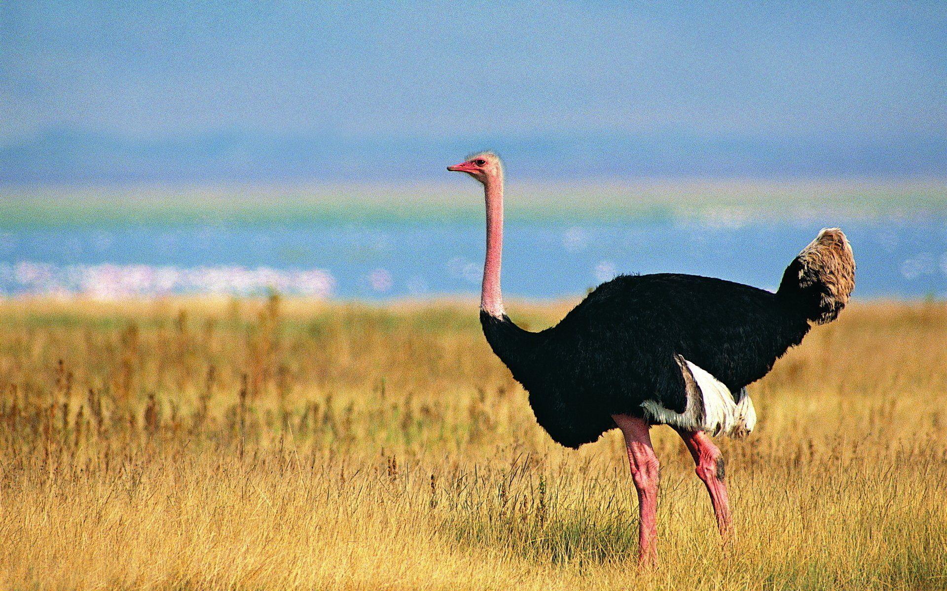 20 Ostrich HD Wallpapers and Backgrounds