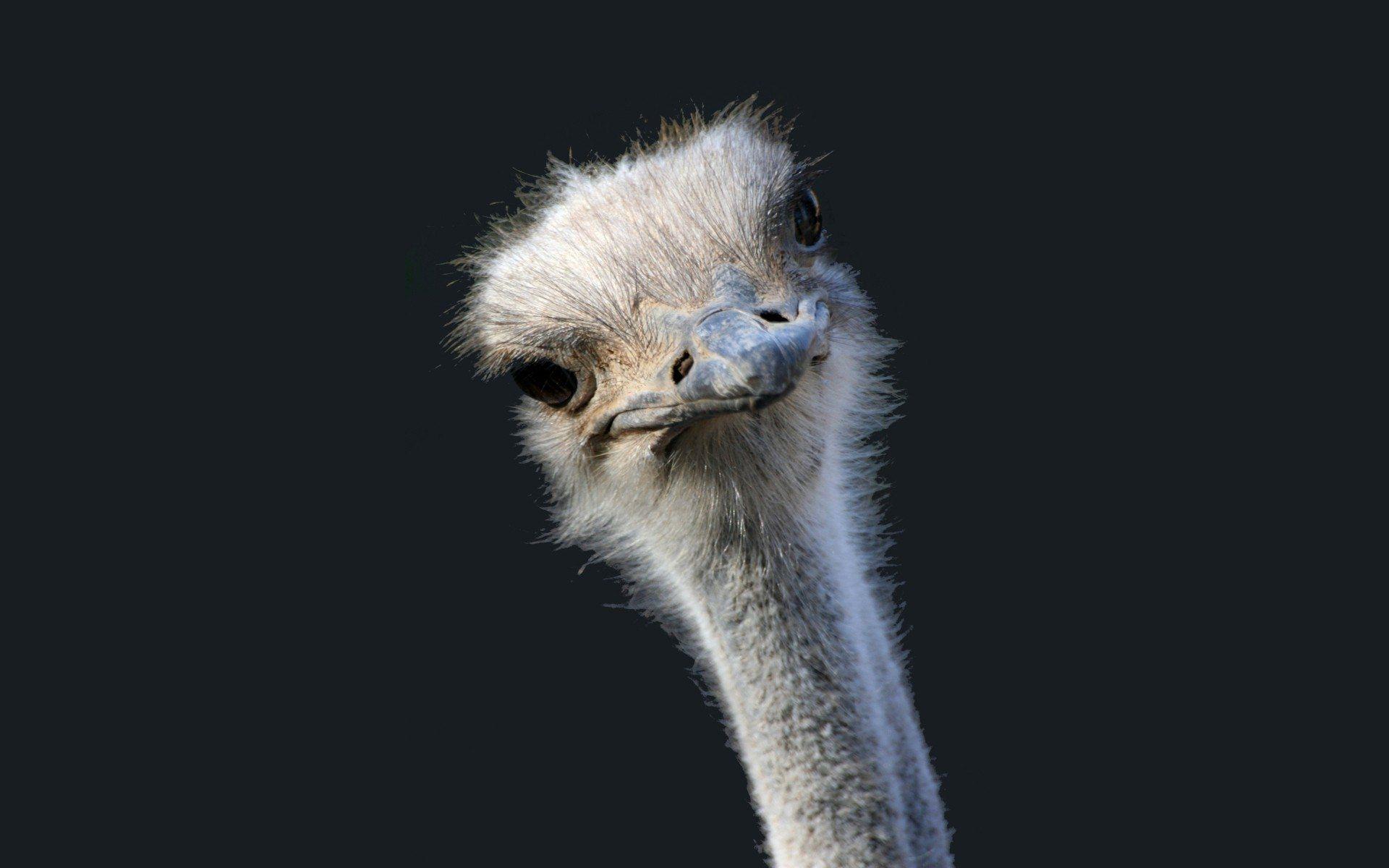 Ostrich bird HD phone wallpaper  Peakpx