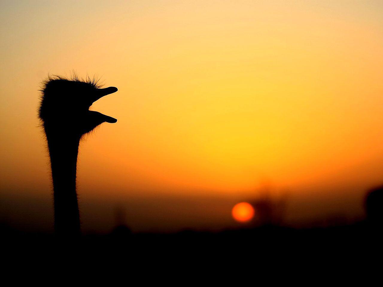 Portrait Of A Ostrich Stock Photo  Download Image Now  Ostrich Cut Out  Bird  iStock