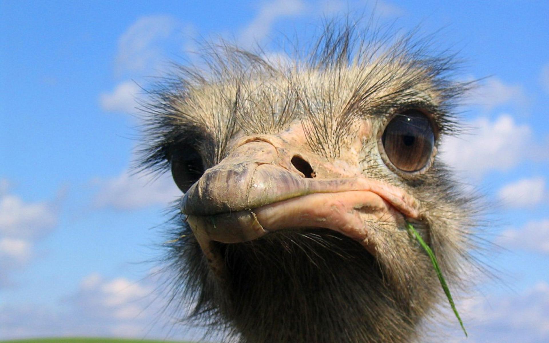 Страус птица или животное. Африканский страус. Глаза страуса. Страус морда. Страшный страус.